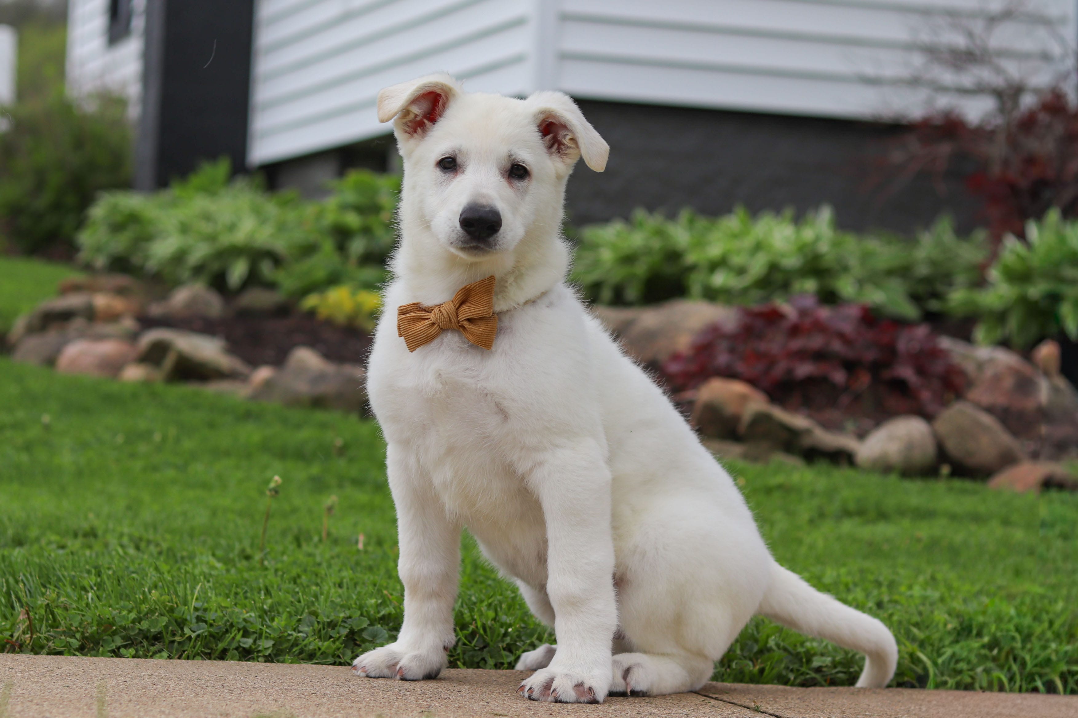 Bodhi – German Shepherd Dog puppy for sale in Dundee, OH