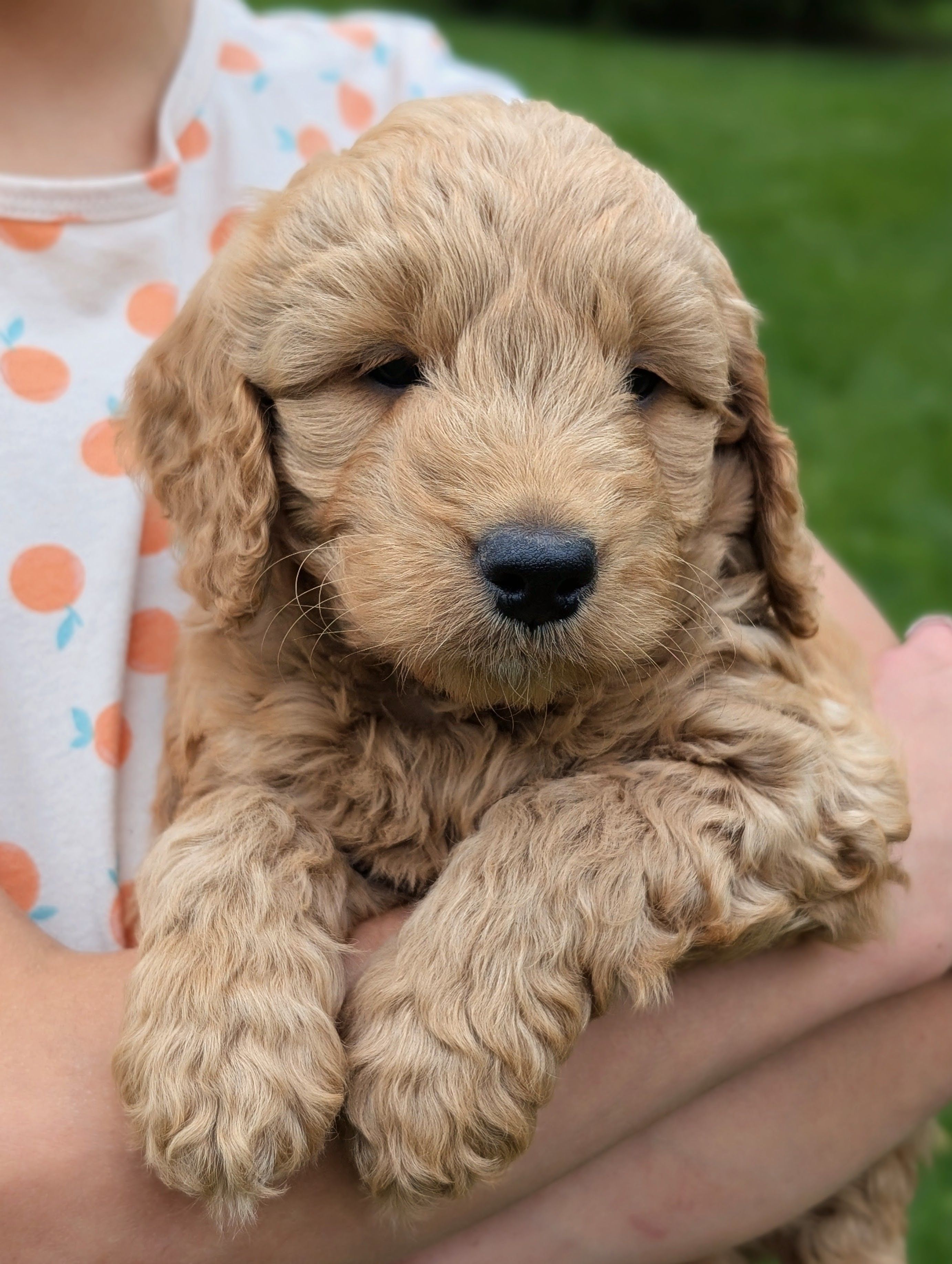 Captain – Miniature Goldendoodle puppy for sale in Denver, PA