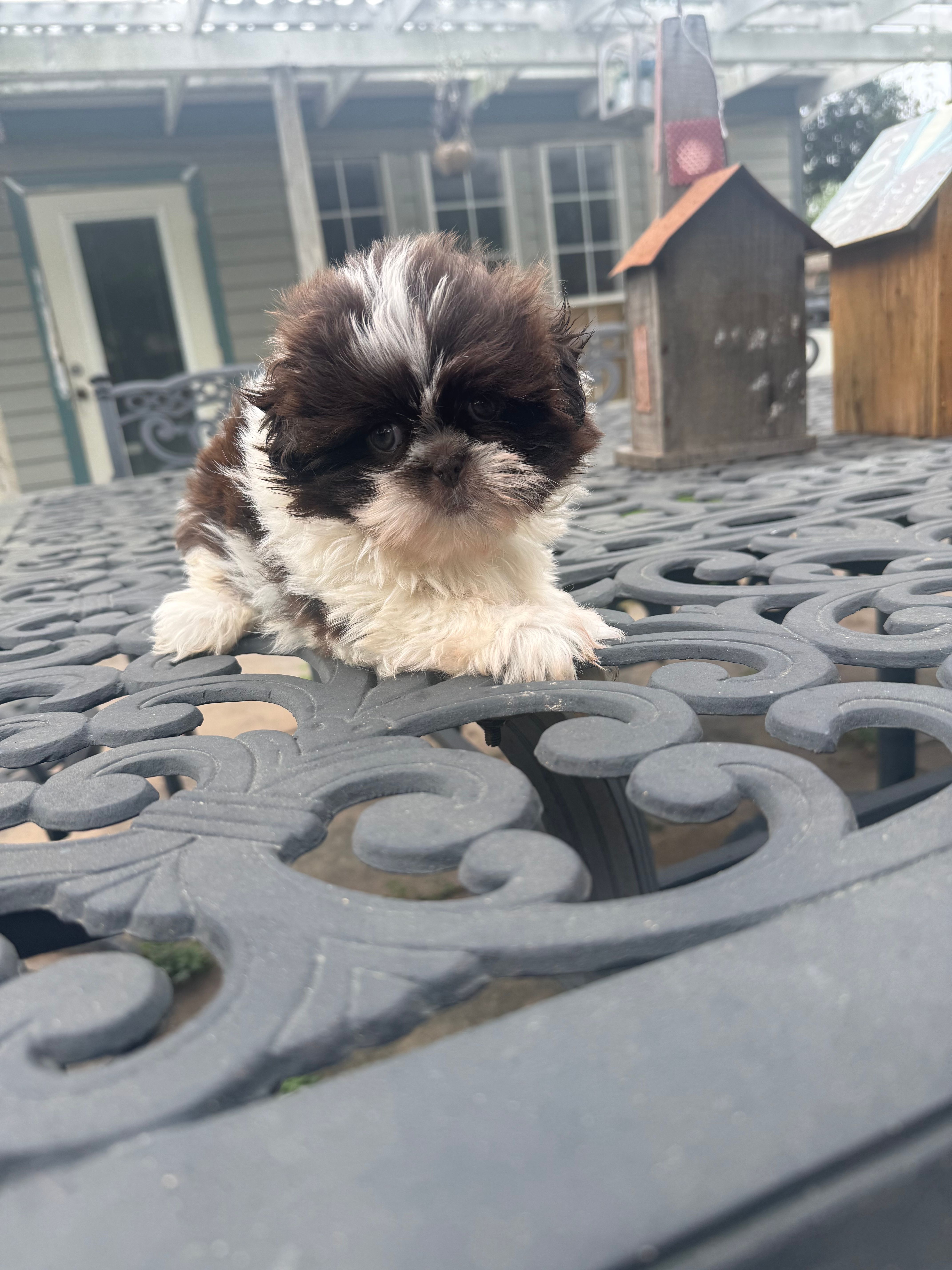 Machiek – Shih Tzu puppy for sale in Spring, TX