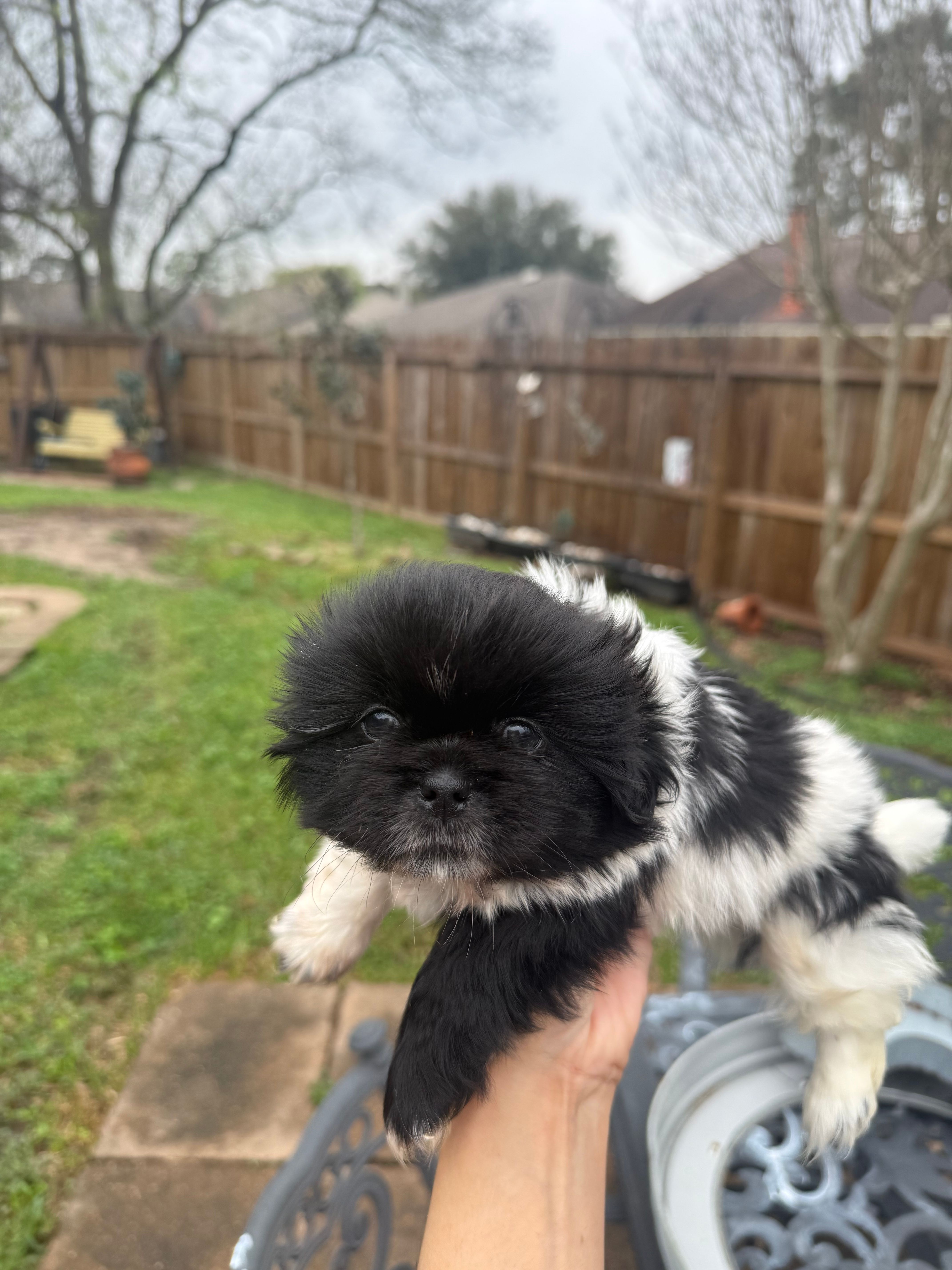 Wun Wun – Shih Tzu puppy for sale in Spring, TX