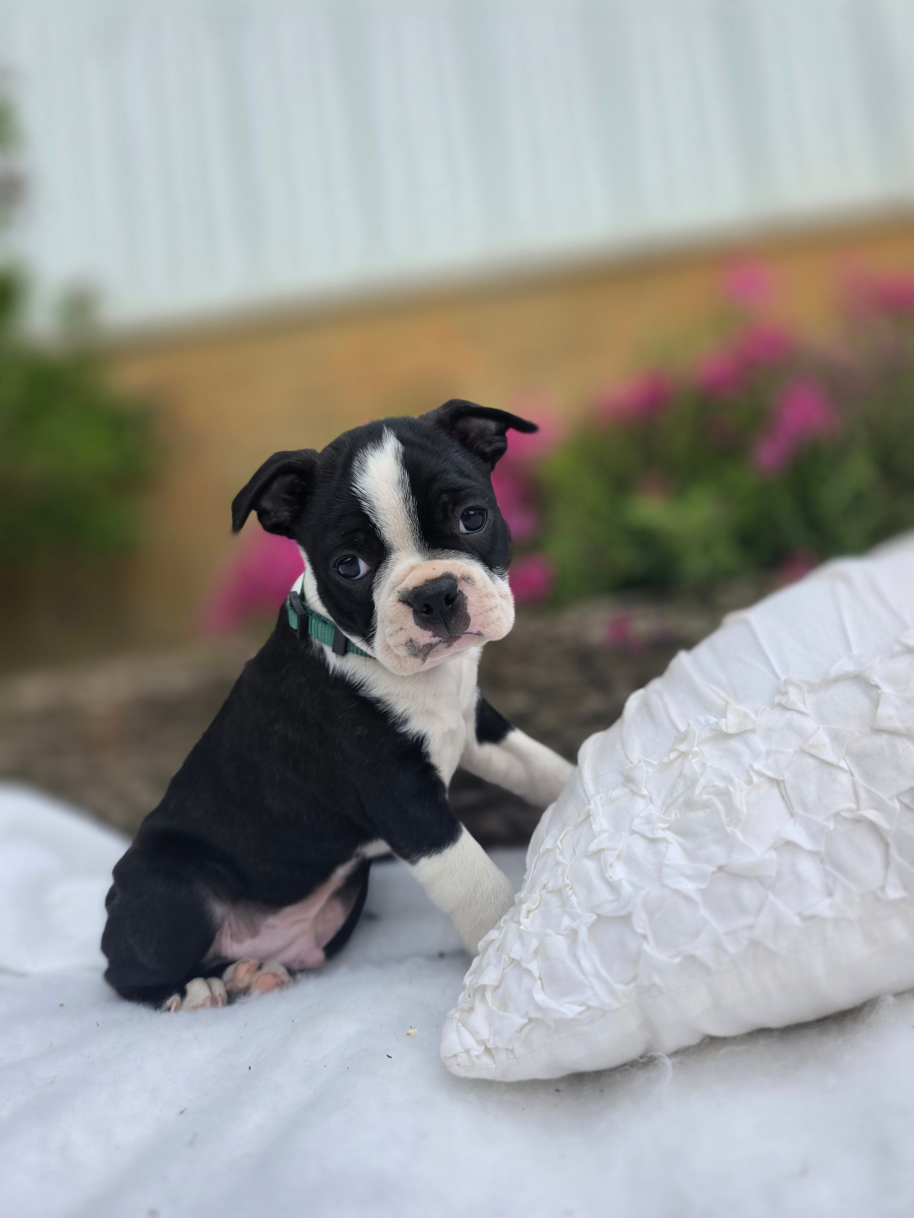 Checkers  – Boston Terrier puppy for sale in Nottingham, PA