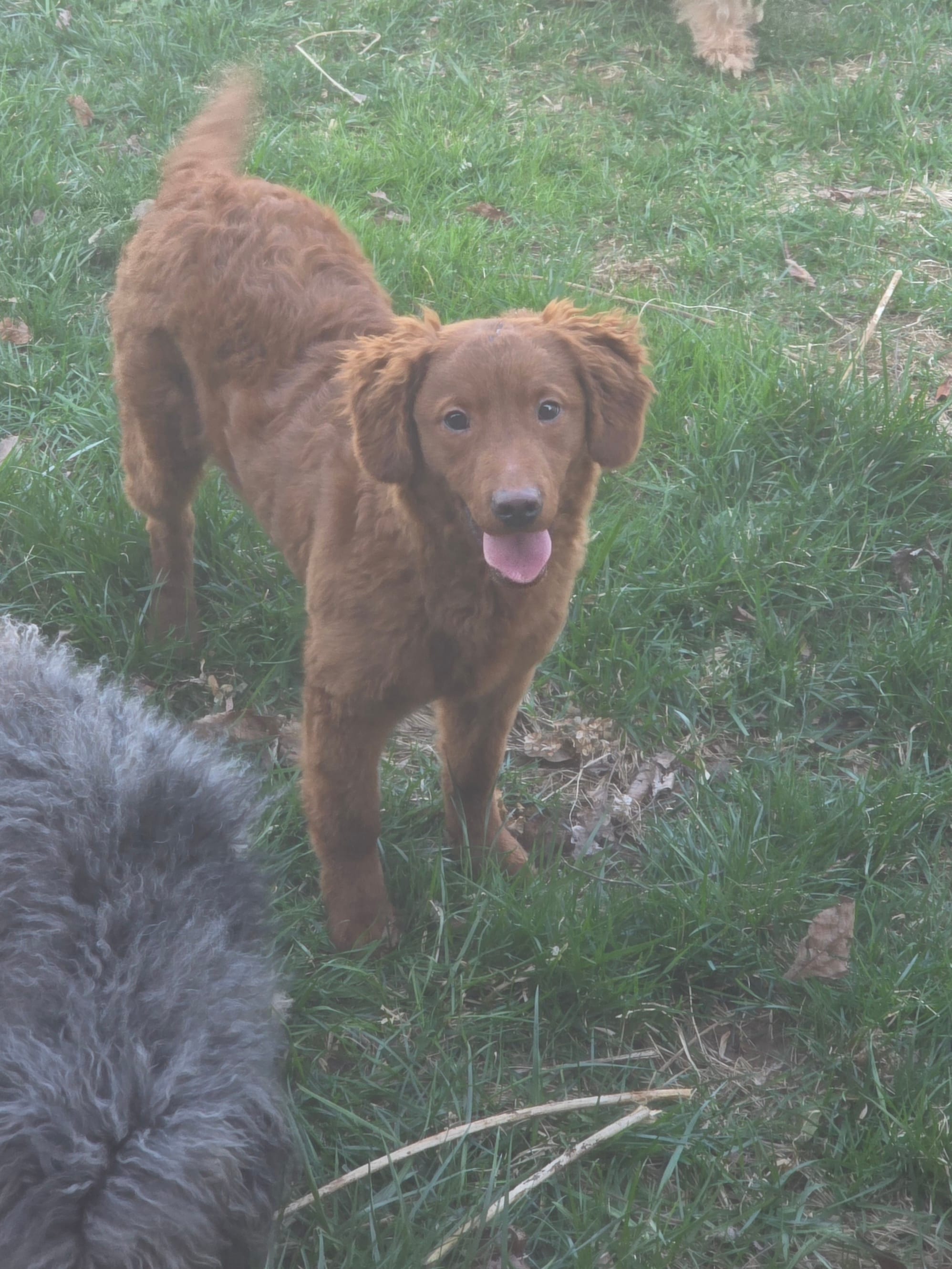 Copper – Miniature Goldendoodle puppy for sale in Smyrna, DE