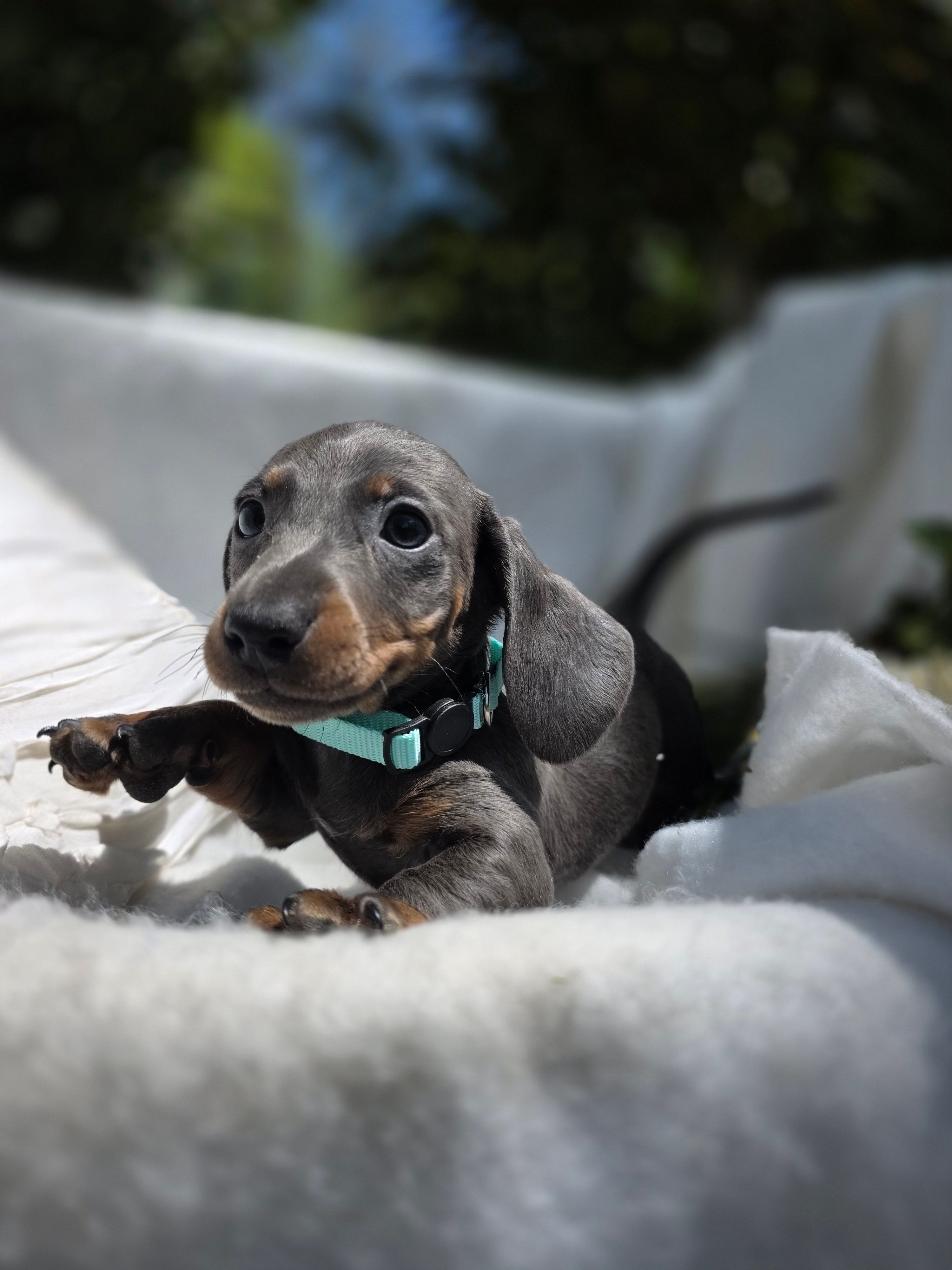 Violet  – Dachshund puppy for sale in Nottingham, PA