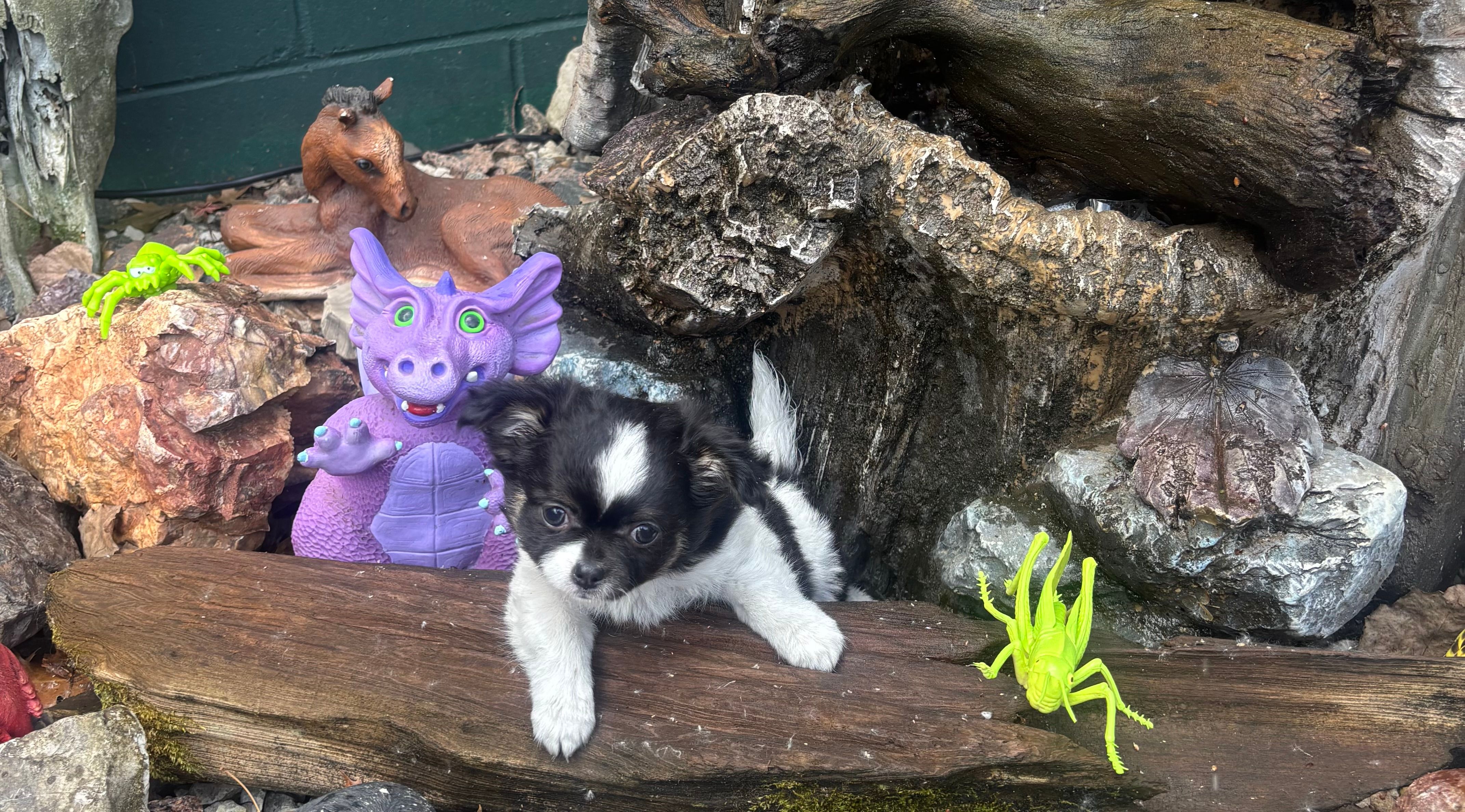 Buddy – Chihuahua puppy for sale in Brainerd, MN