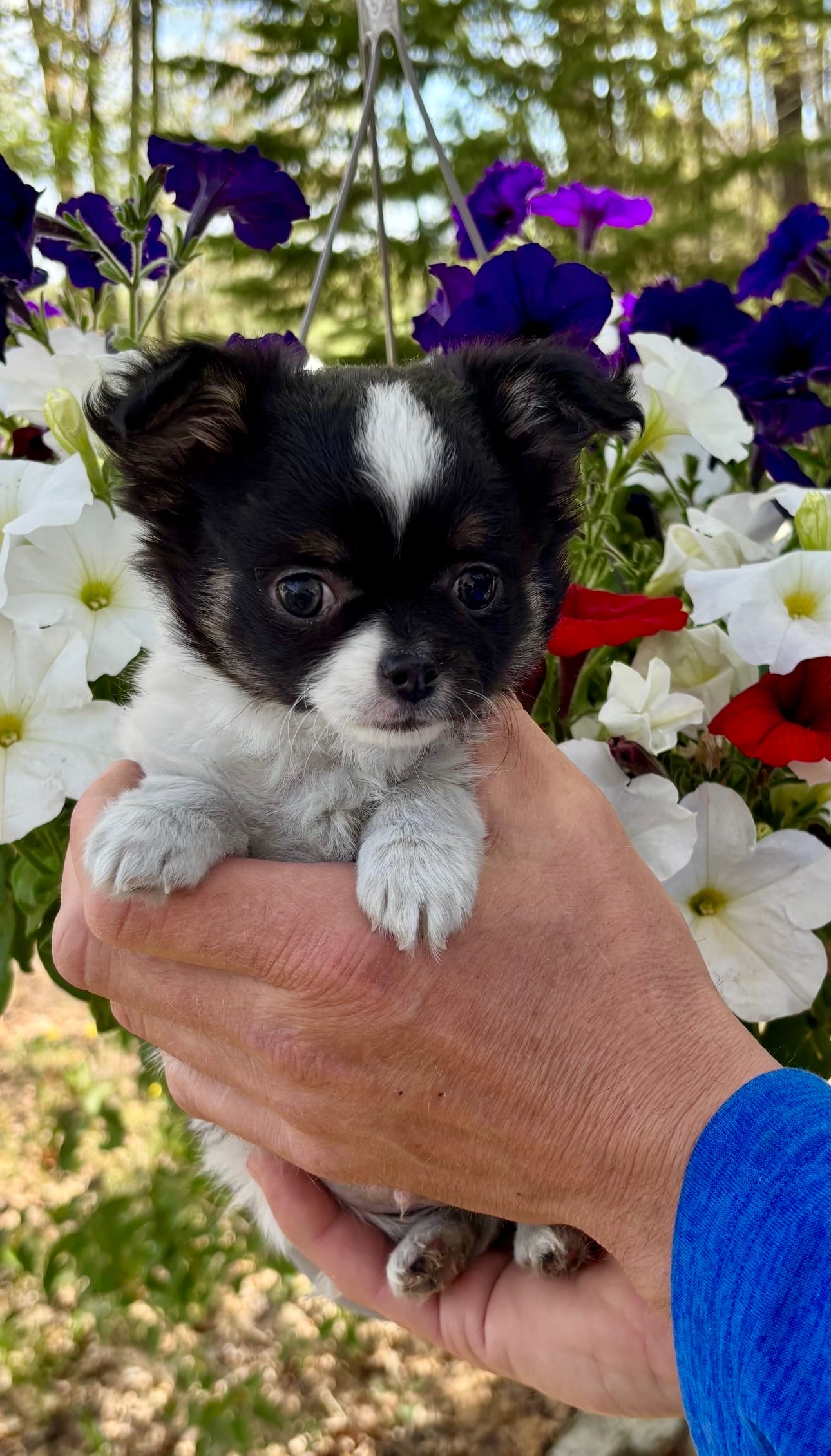 Buddy – Chihuahua puppy for sale in Brainerd, MN