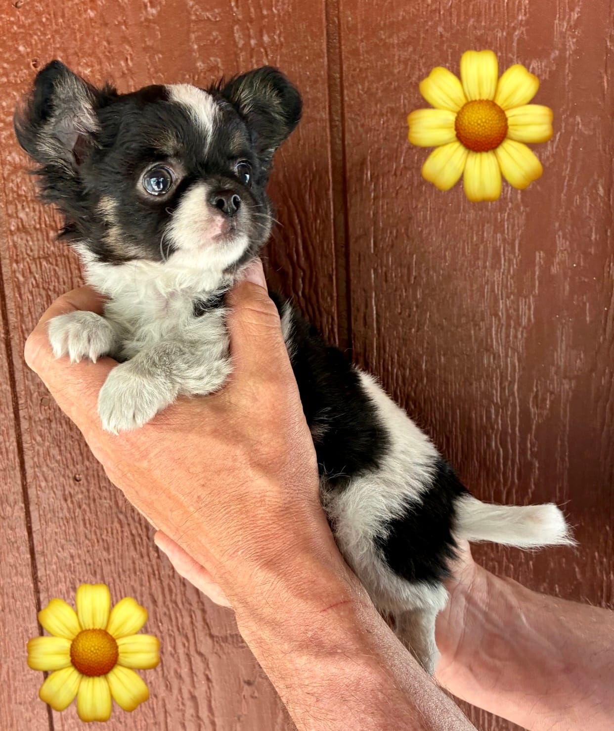 Buddy – Chihuahua puppy for sale in Brainerd, MN