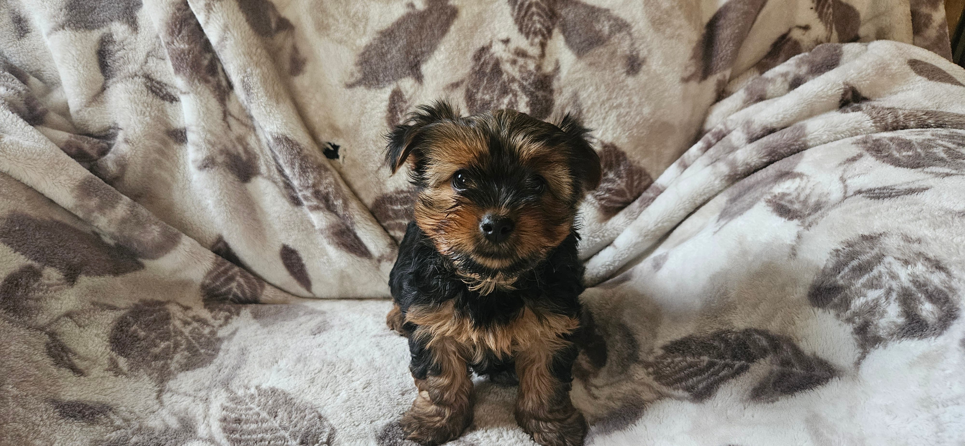 Taylor – Yorkshire Terrier puppy for sale in Hillsdale, NY