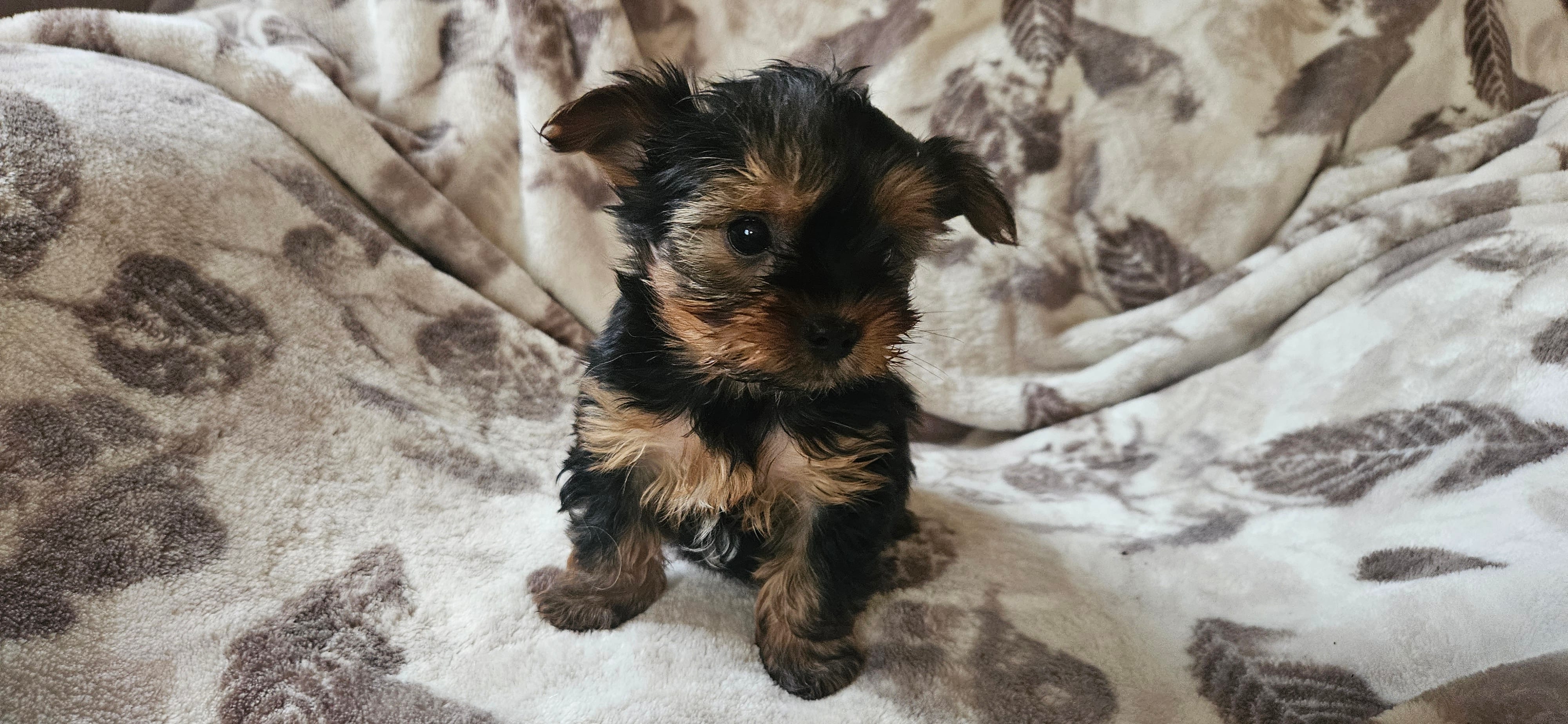 Miranda – Yorkshire Terrier puppy for sale in Hillsdale, NY