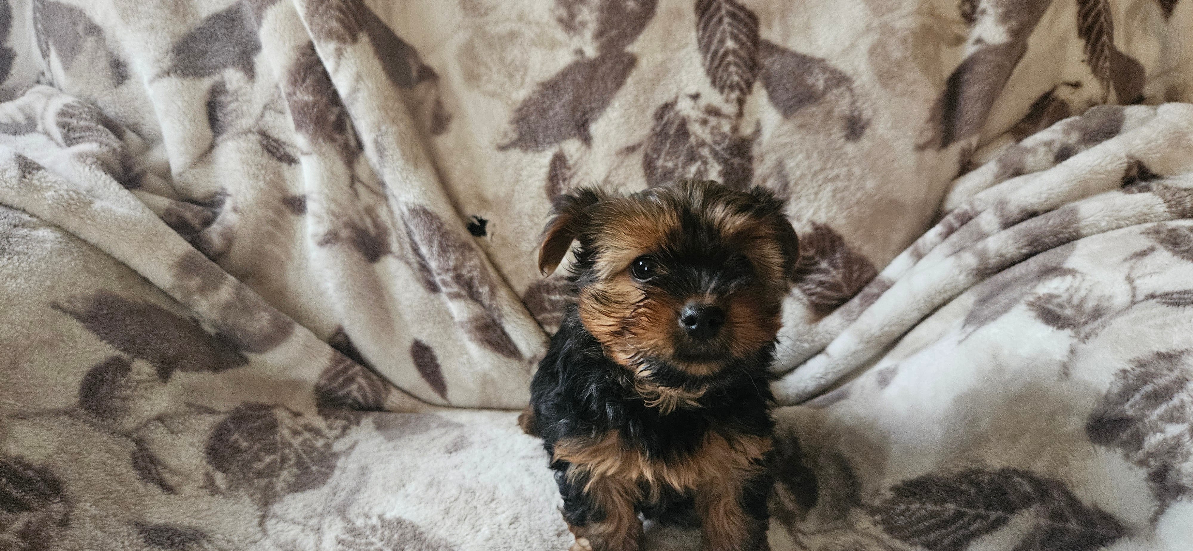 Reba – Yorkshire Terrier puppy for sale in Hillsdale, NY