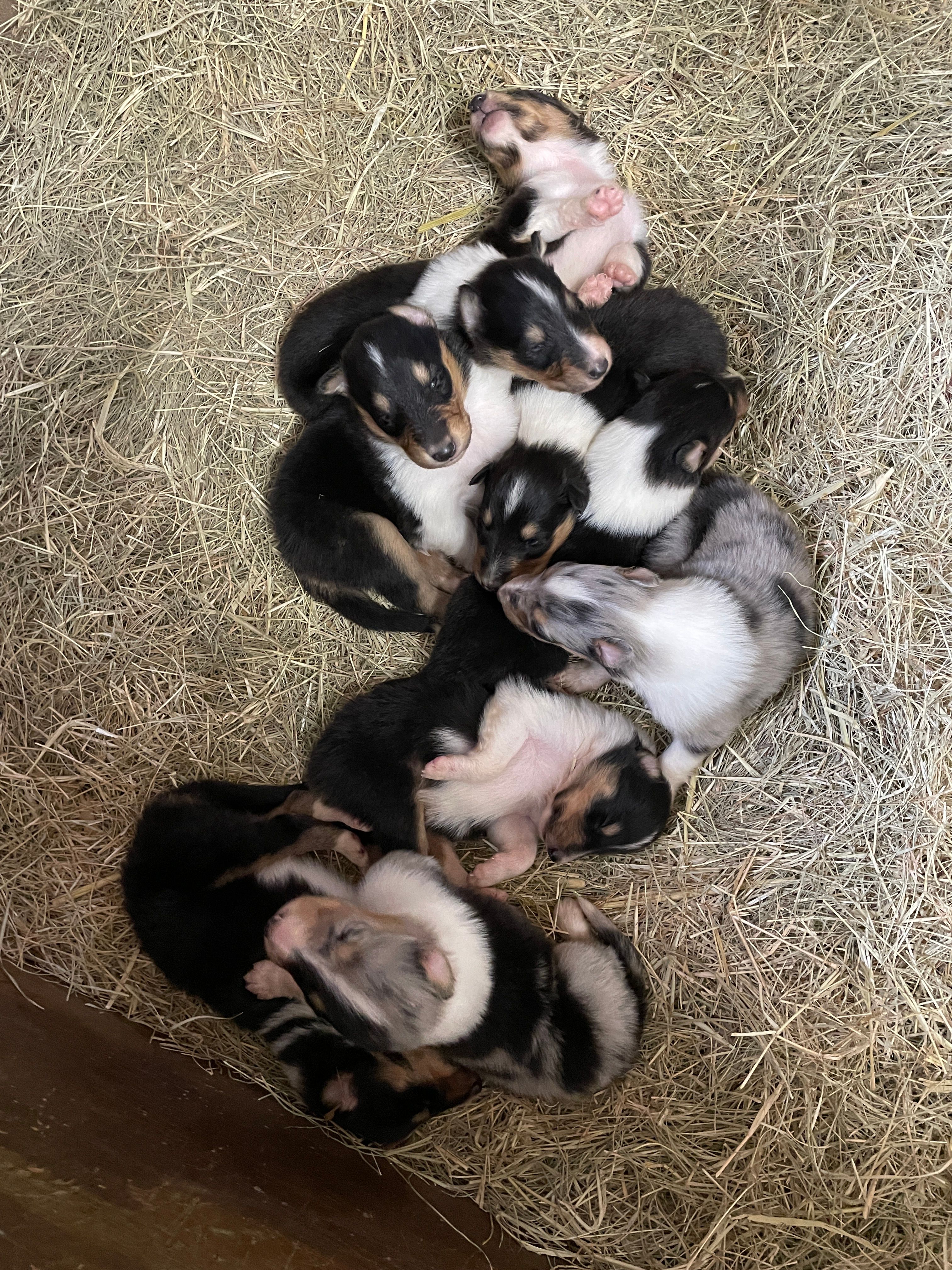 Thor – Collie puppy for sale in Anderson, SC