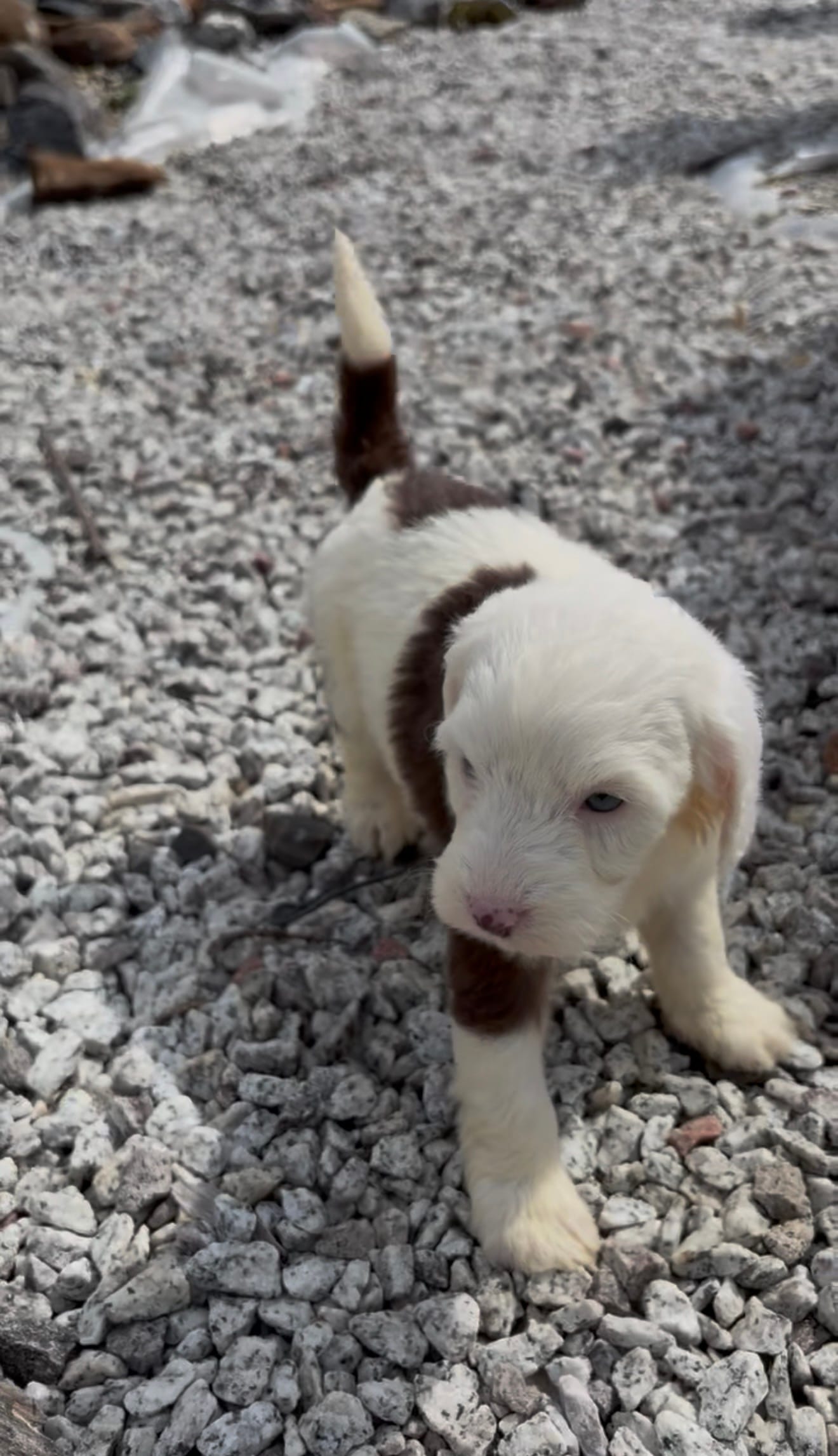 Jelly – Sheepadoodle puppy for sale in Sterling, VA