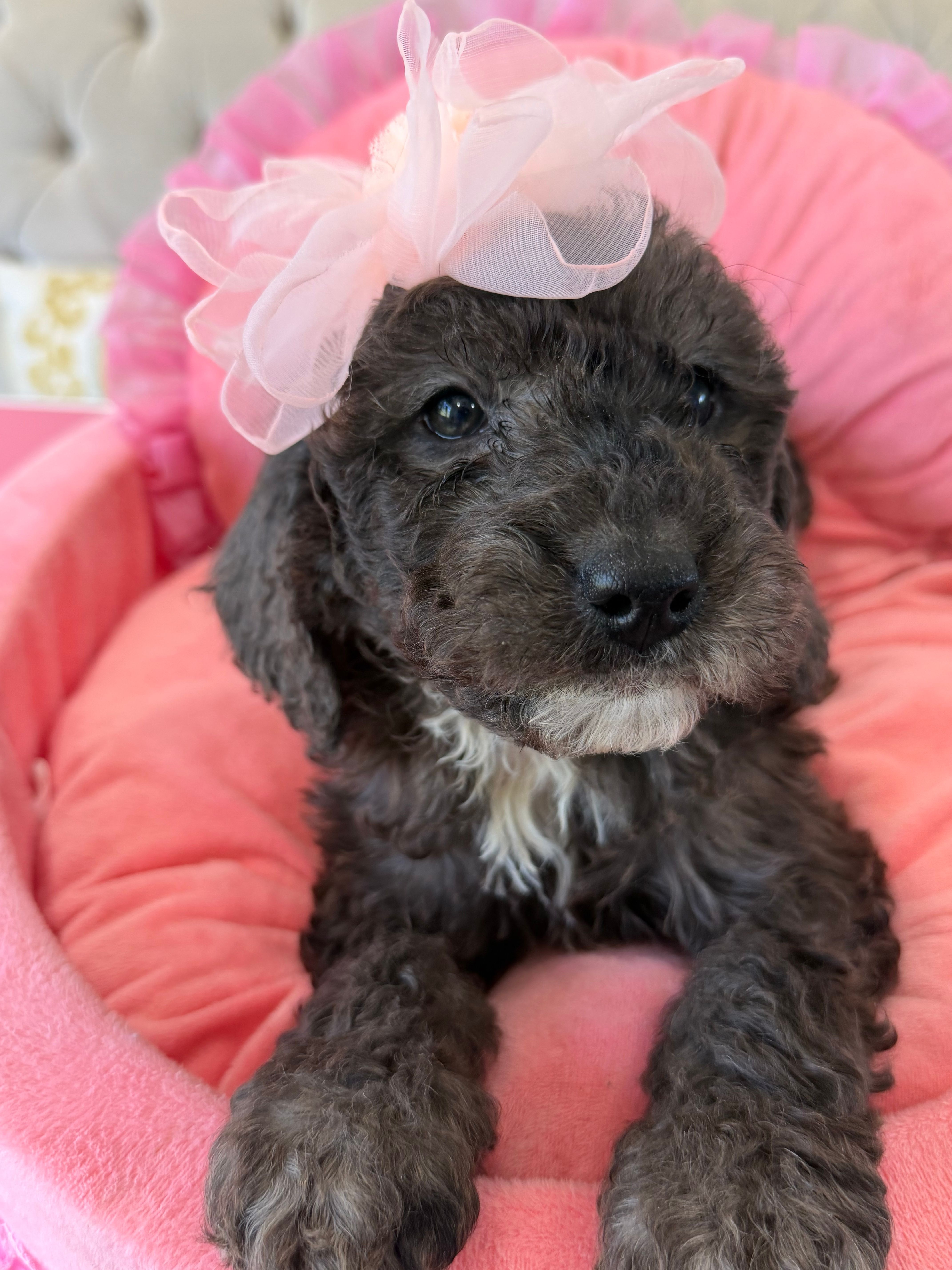 Rose  – Sheepadoodle puppy for sale in Sterling, VA