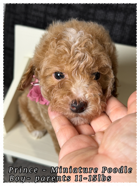 Prince  – Poodle - Miniature  puppy for sale in Sterling, VA
