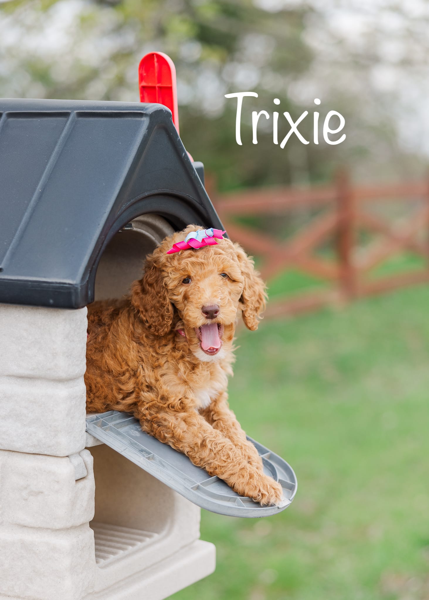 Trixie – Poodle - Standard  puppy for sale in Williamsburg, OH