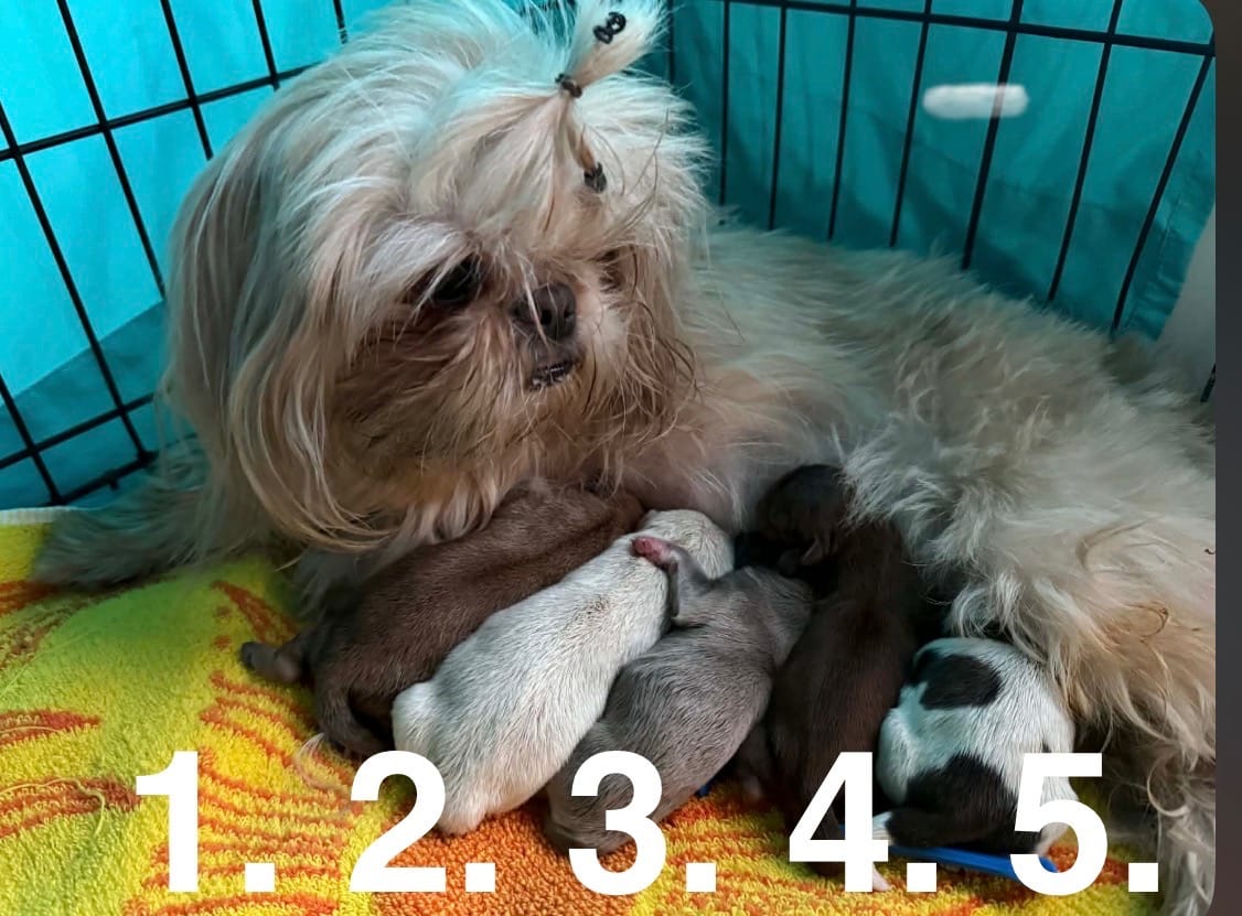 AKC Shih Tzu litter
