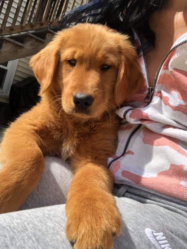 Elle – Golden Retriever puppy for sale in Tampa, FL