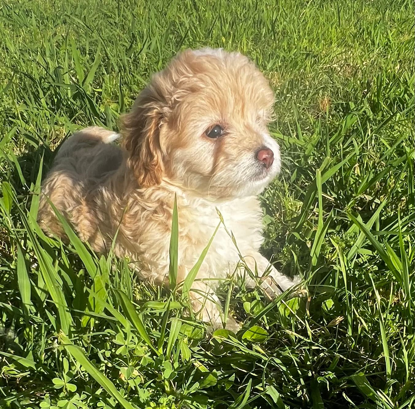 Gabby – Miniature Aussiedoodle puppy for sale in Palmer, TX