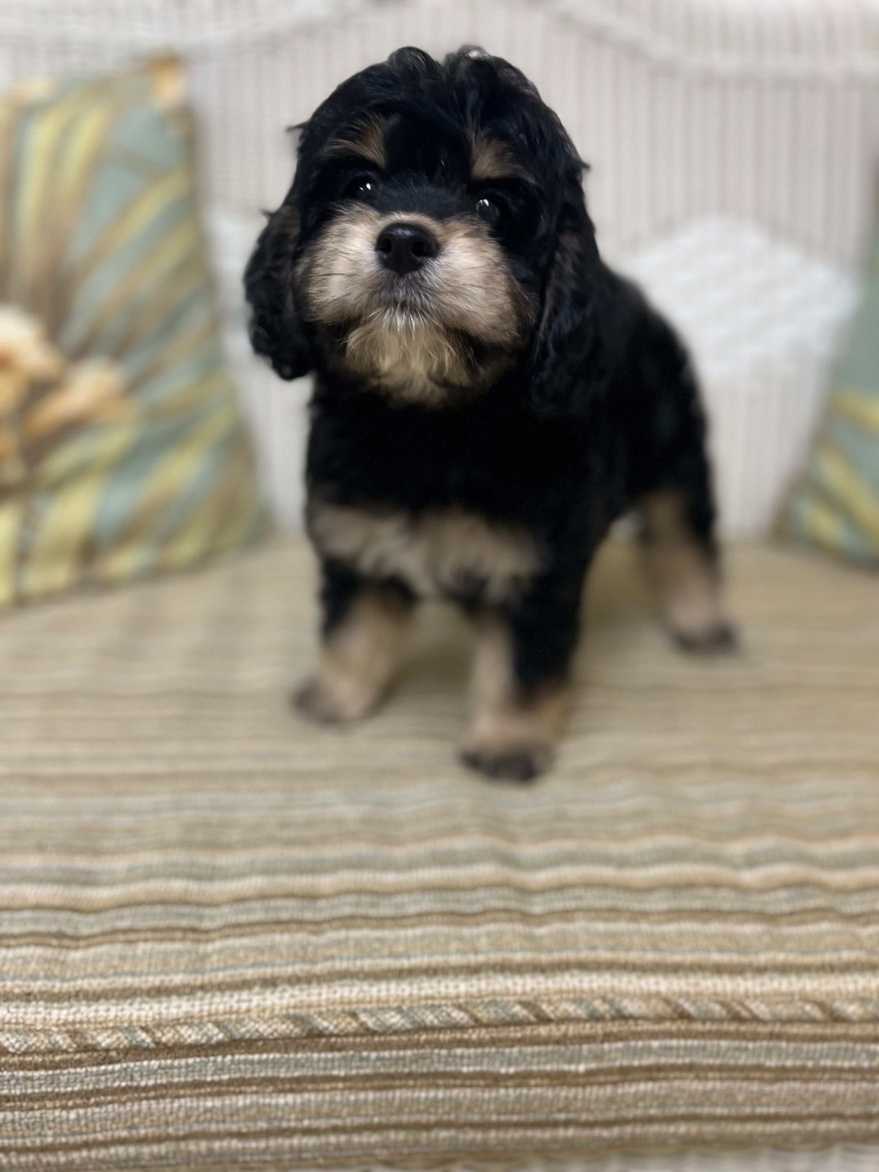 CRICKET – Cockapoo puppy for sale in Monroe, GA