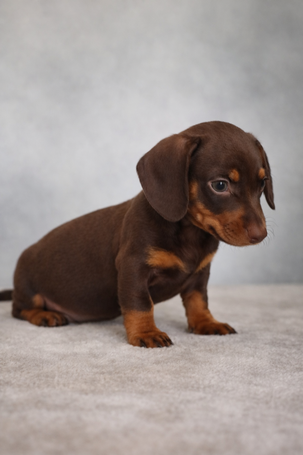 Luna – Miniature Dachshund puppy for sale in Tempe, AZ