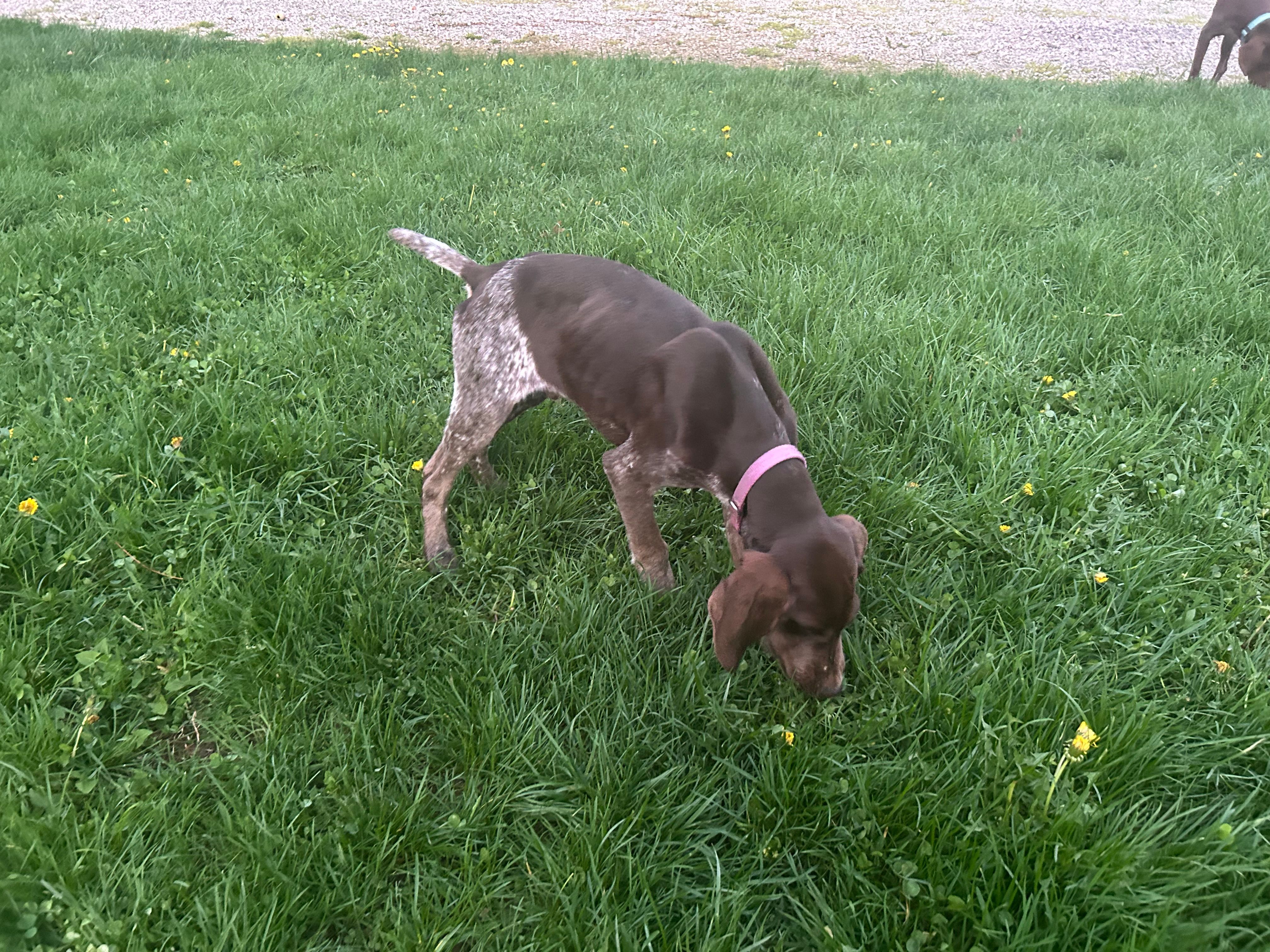 Finn – German Shorthaired Pointer puppy for sale in Goshen, IN
