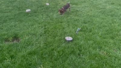 Finn, a male German Shorthaired Pointer for sale in Goshen, IN – 5 of 10