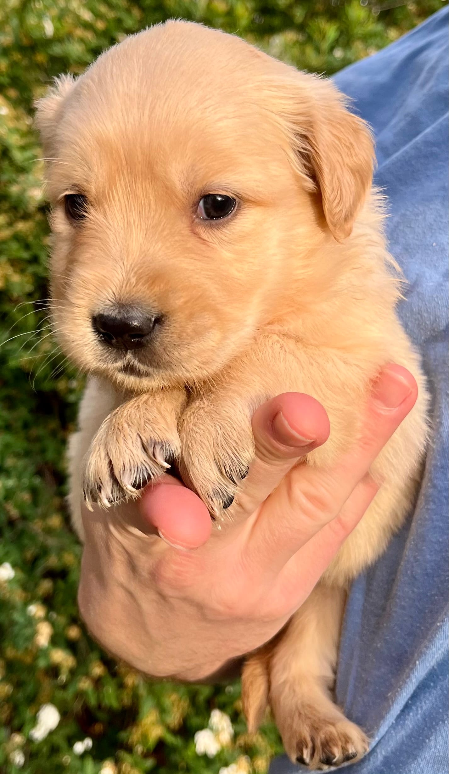 Rose – Golden Retriever puppy for sale in Godwin, NC