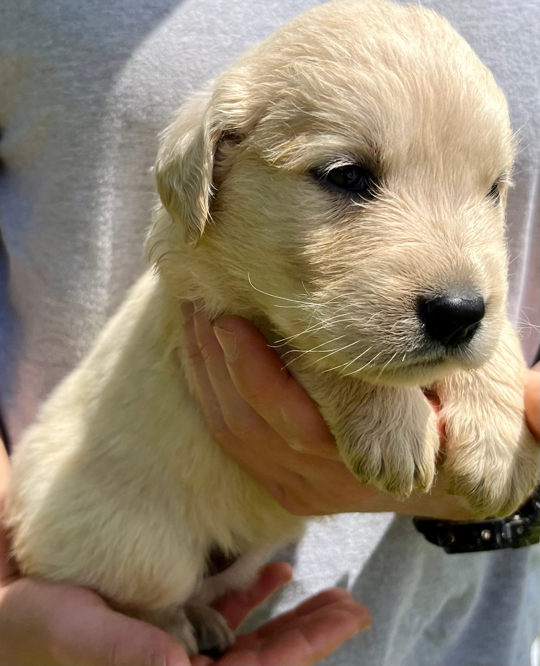 Pecan – Golden Retriever puppy for sale in Godwin, NC