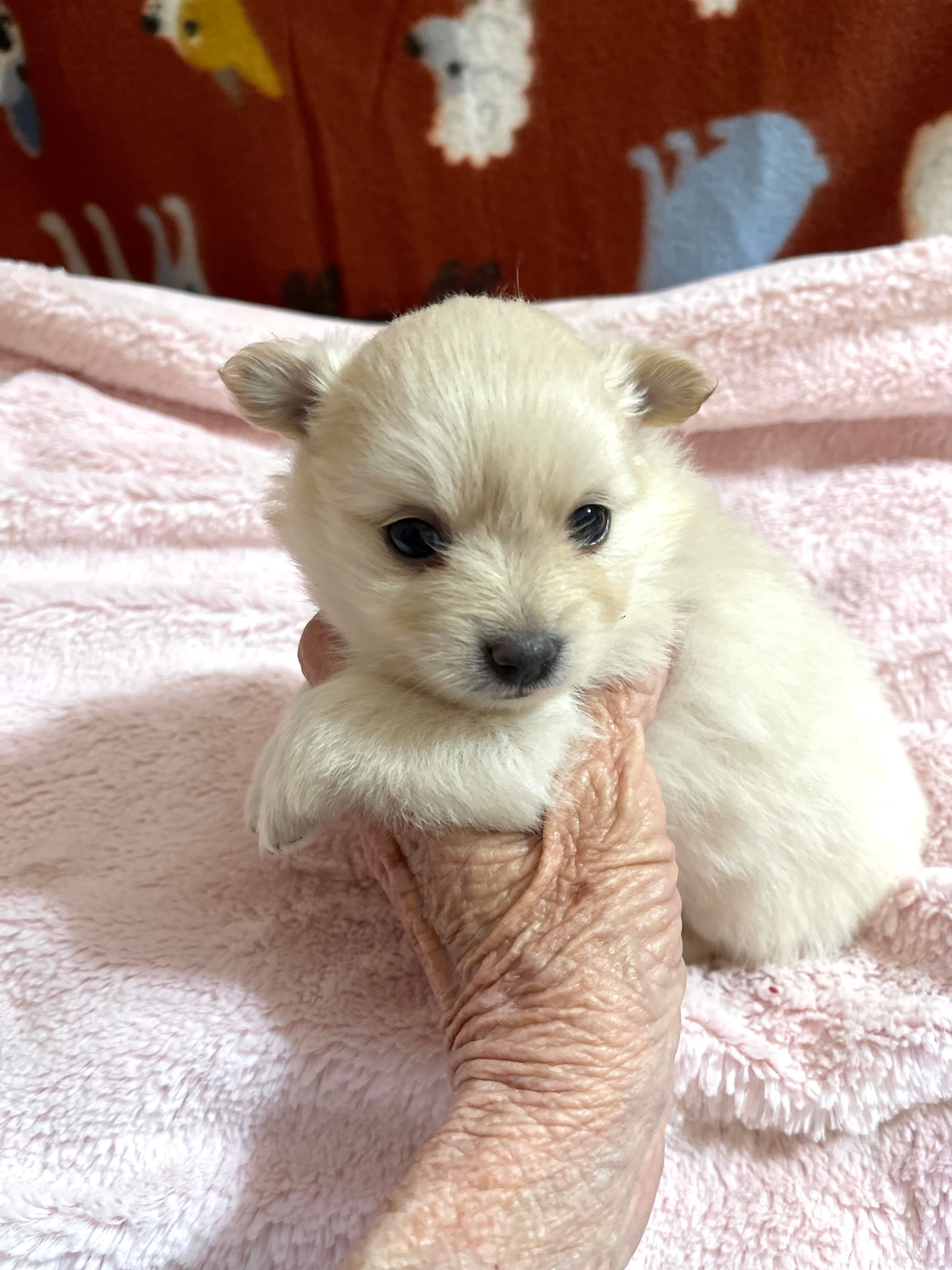 Manda cream – Pomeranian puppy for sale in Boling, TX
