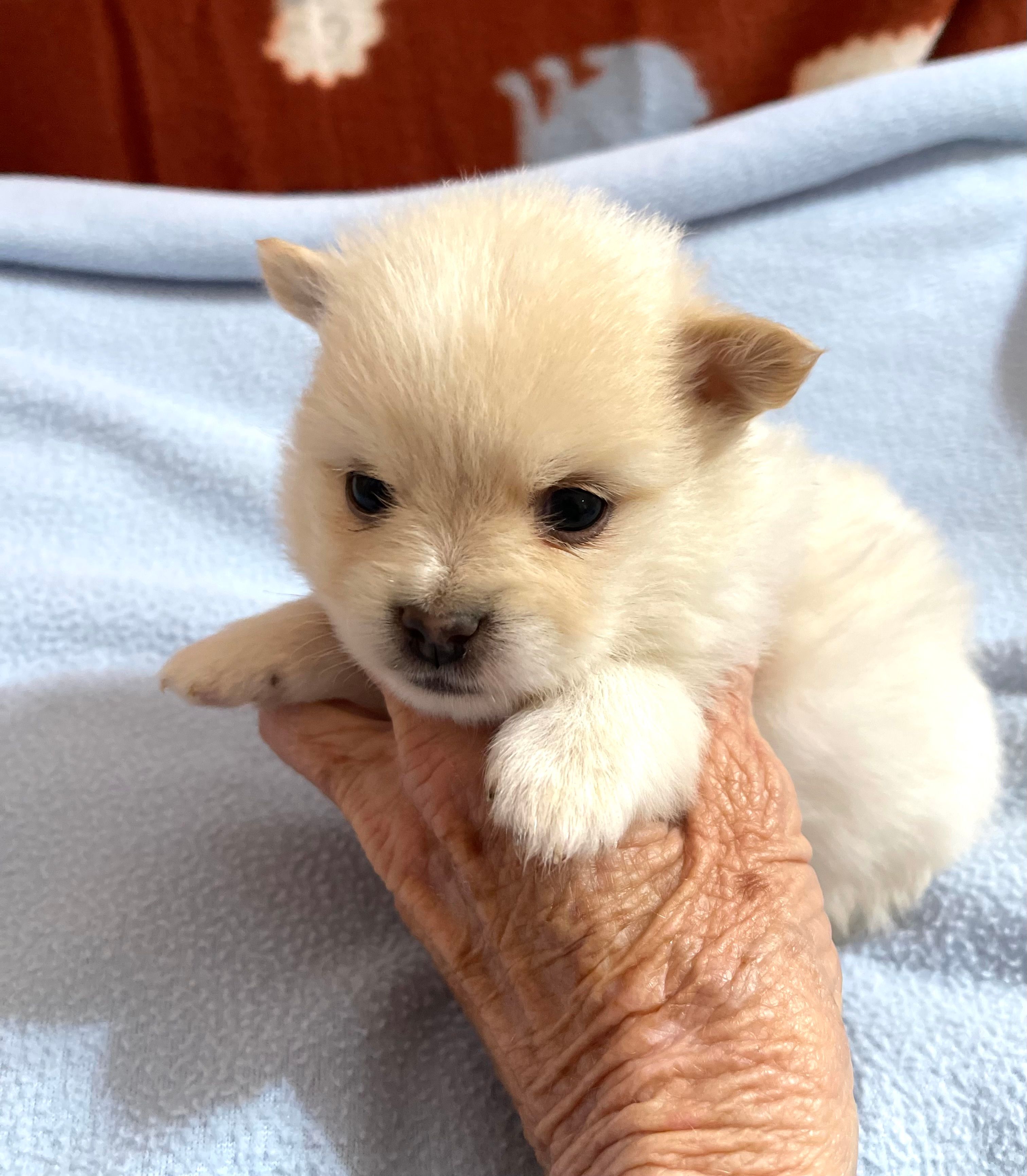 Manda’s koda – Pomeranian puppy for sale in Boling, TX