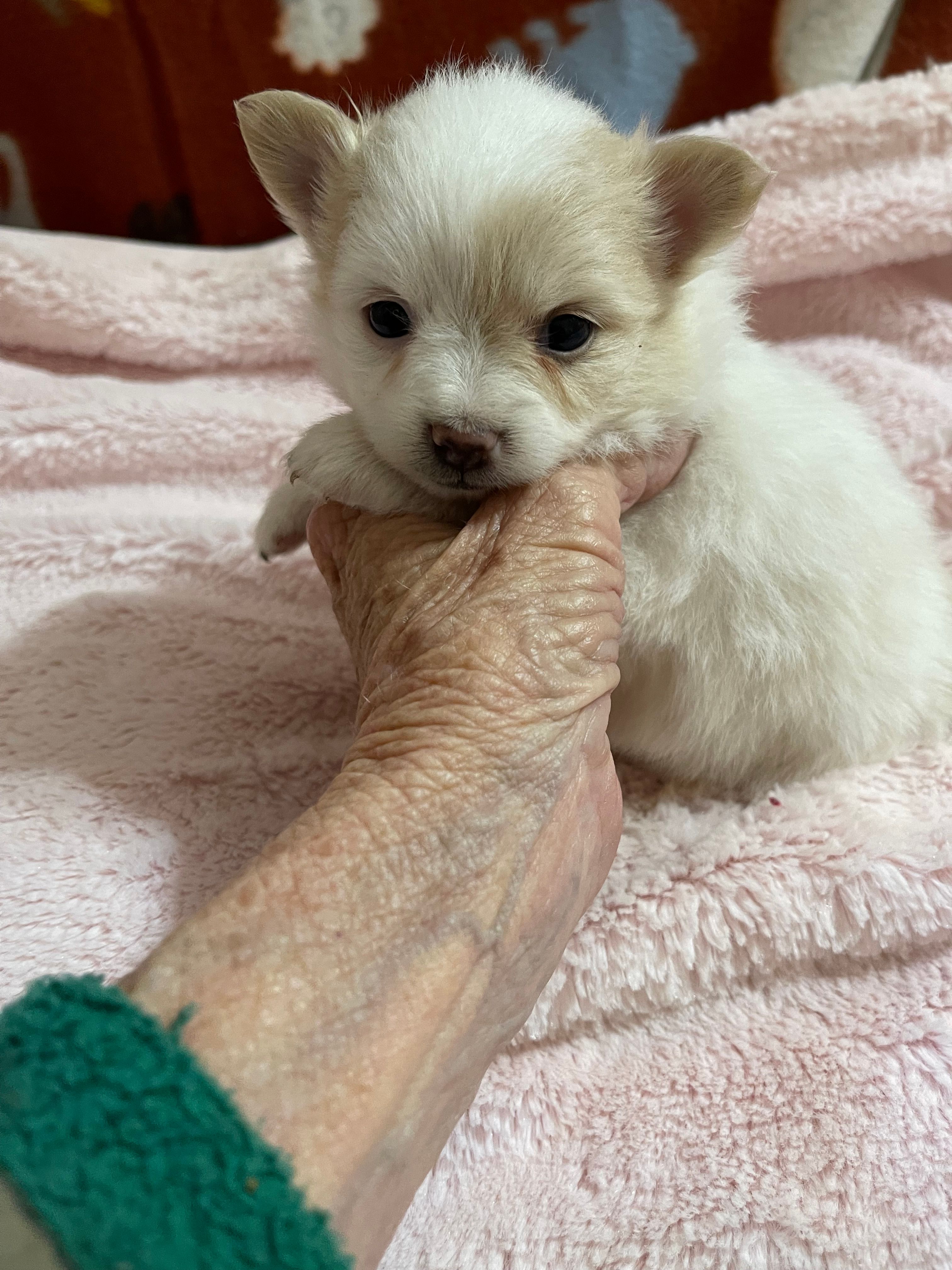 Manda’s parti – Pomeranian puppy for sale in Boling, TX