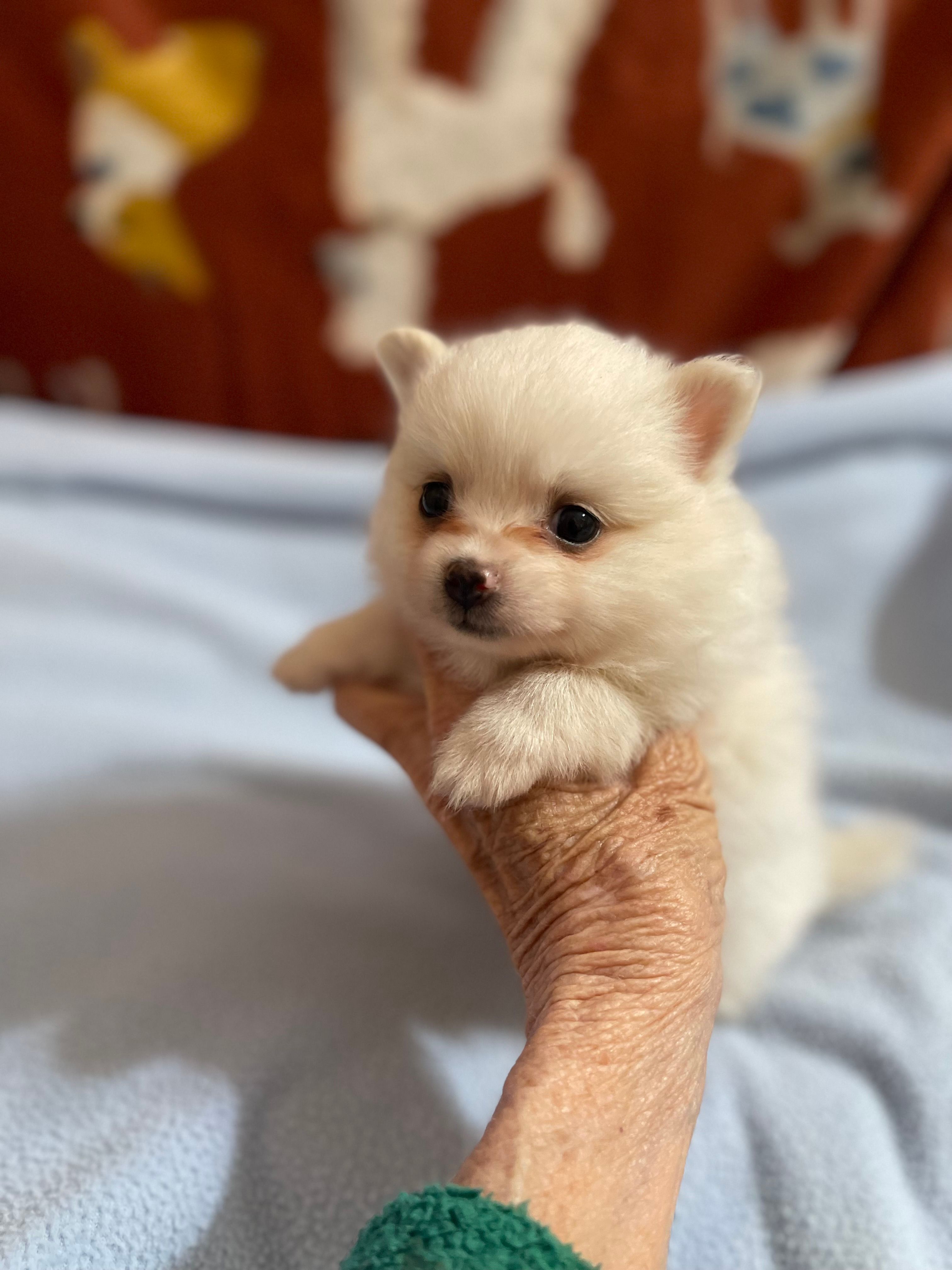 Snowman – Pomeranian puppy for sale in Boling, TX