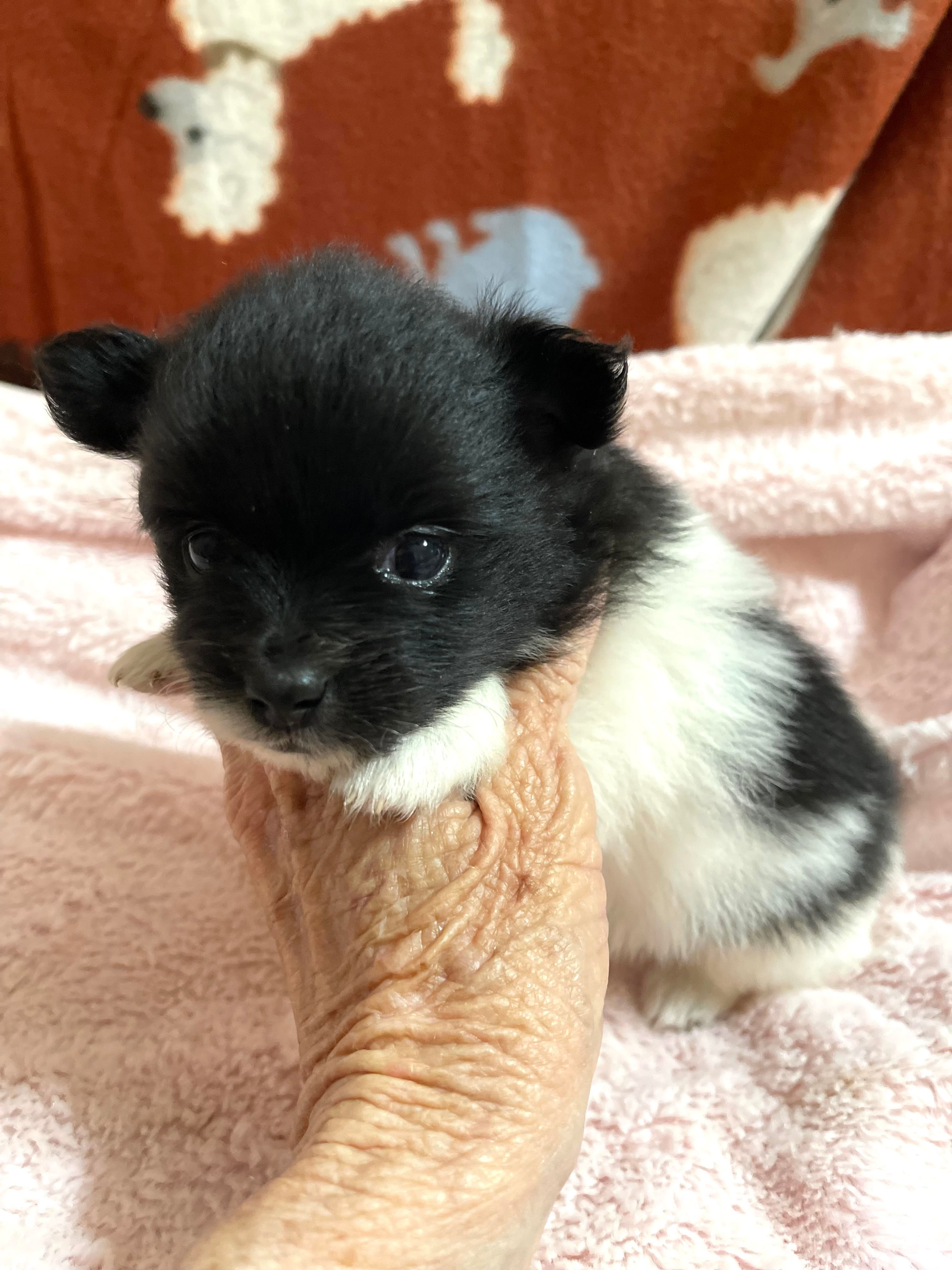 Manda one  – Pomeranian puppy for sale in Boling, TX