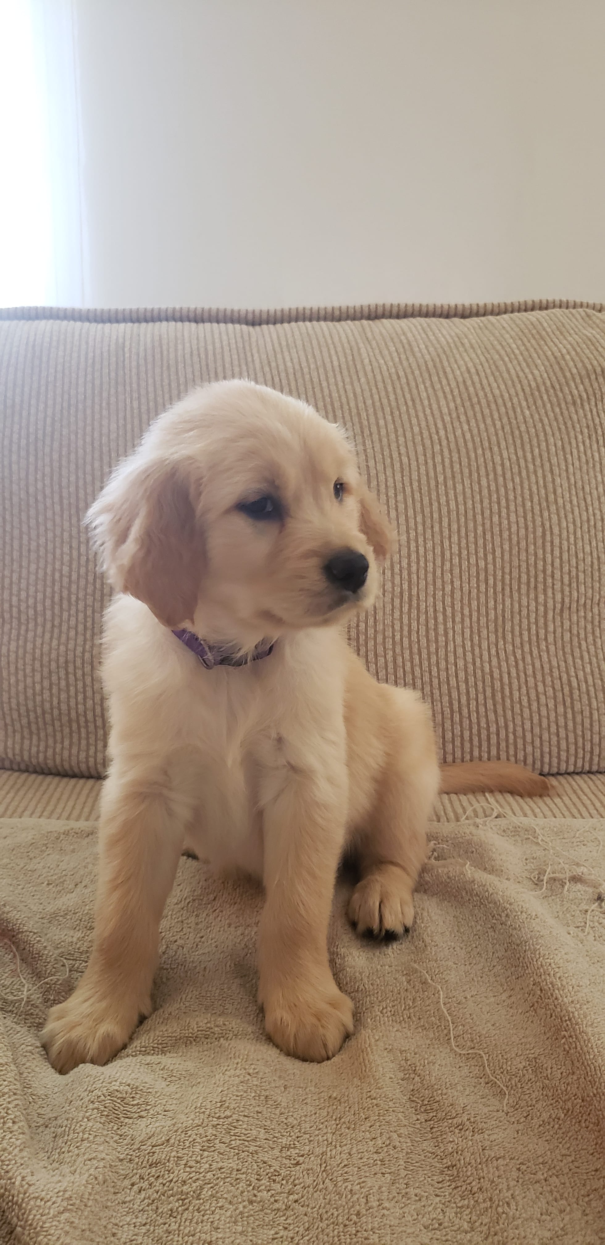 Gale – Golden Retriever puppy for sale in Chattanooga, TN
