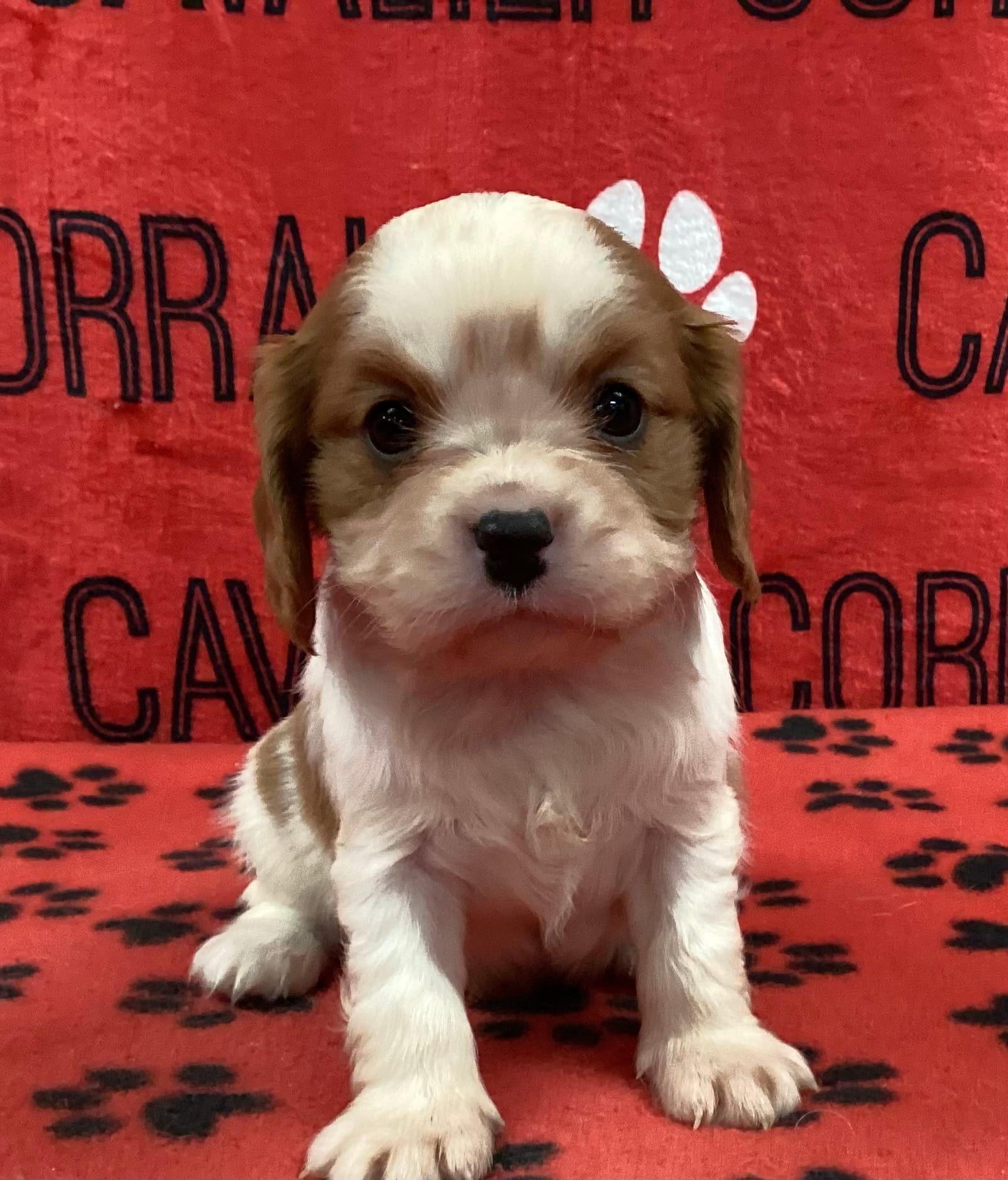 ACE 2 – Cavalier King Charles Spaniel puppy for sale in Rudolph, OH