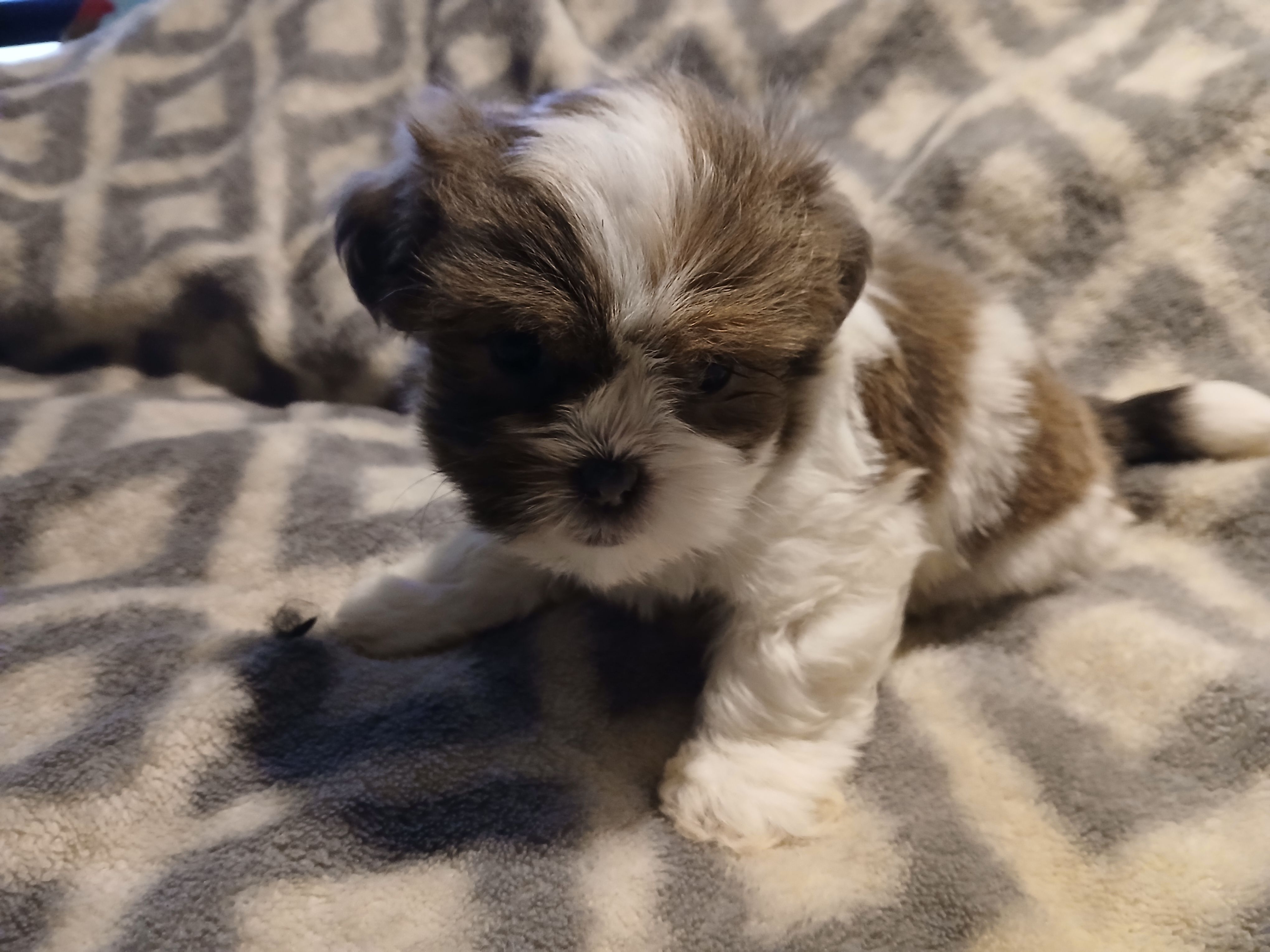 Minnie – Shorkie puppy for sale in Lenoir, NC