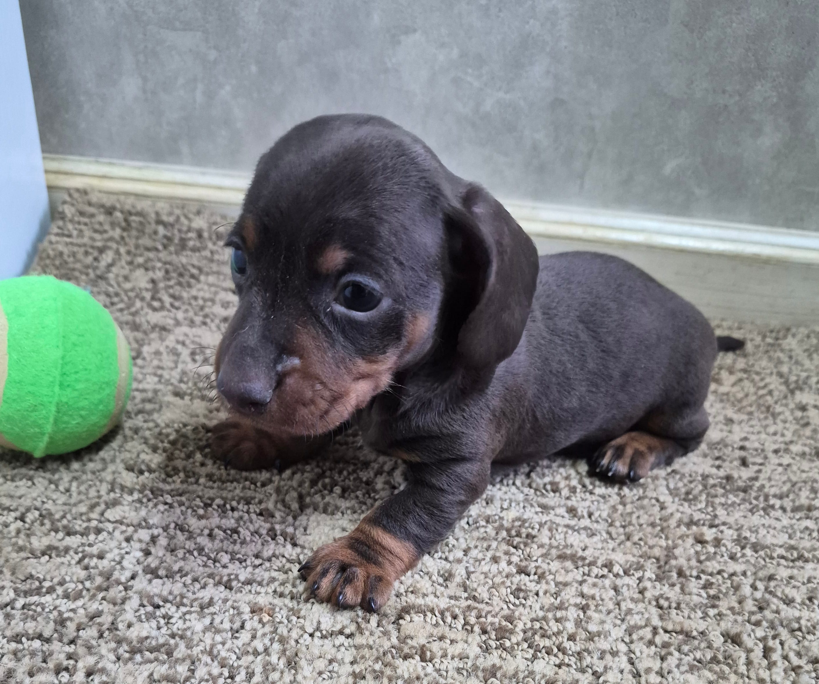 Choco – Miniature Dachshund puppy for sale in Mountain View, MO