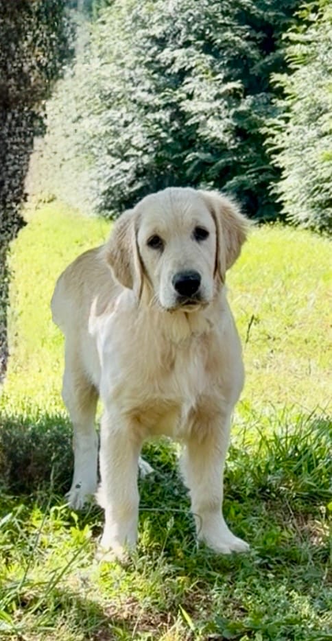 Lilly – Golden Retriever puppy for sale in North Carolina, NC