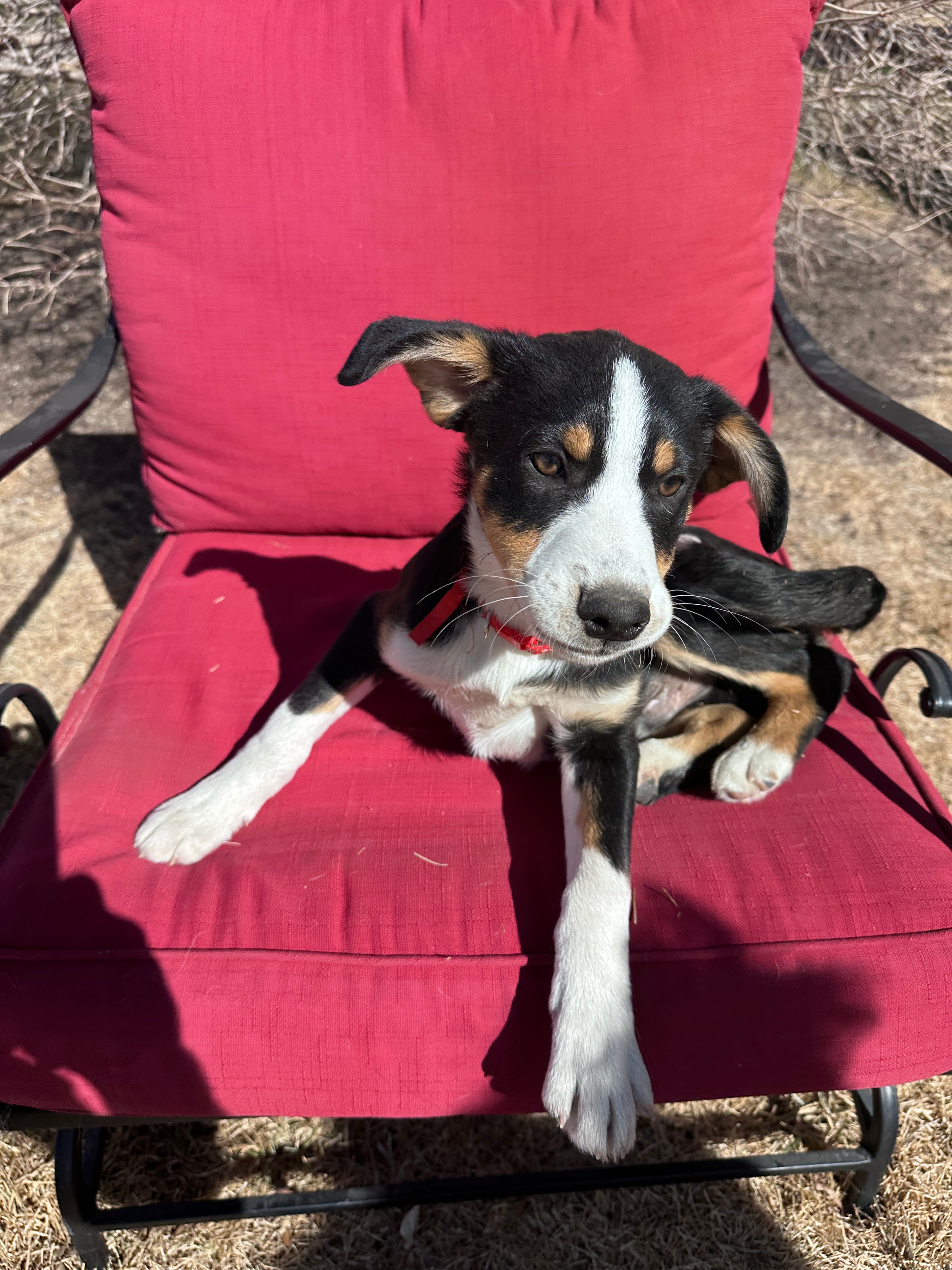 Pablo – Australian Kelpie, Miniature Australian Shepherd puppy for sale in Imperial, NE