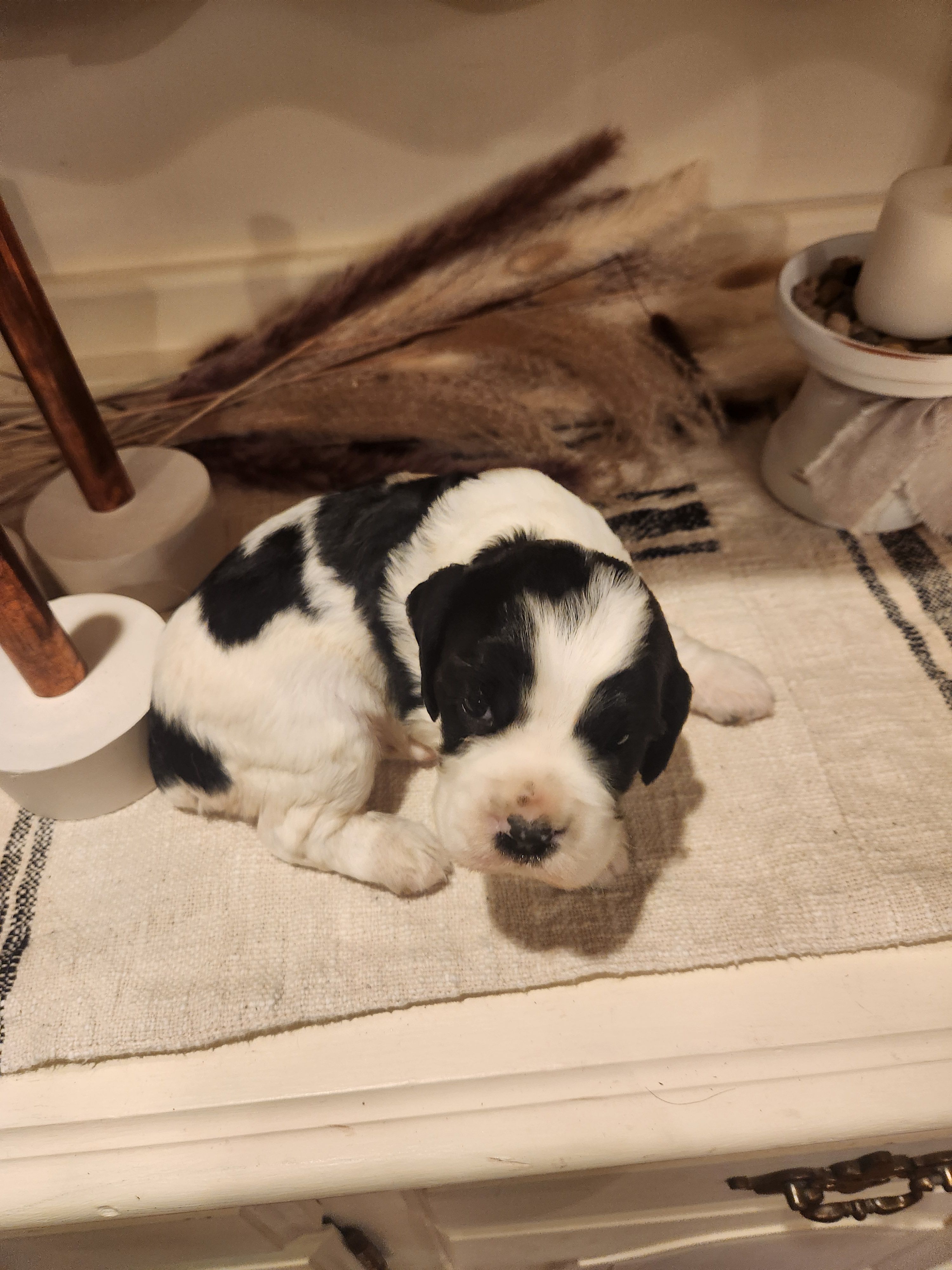 Kavik – Sprocker Spaniel puppy for sale in Artois, CA