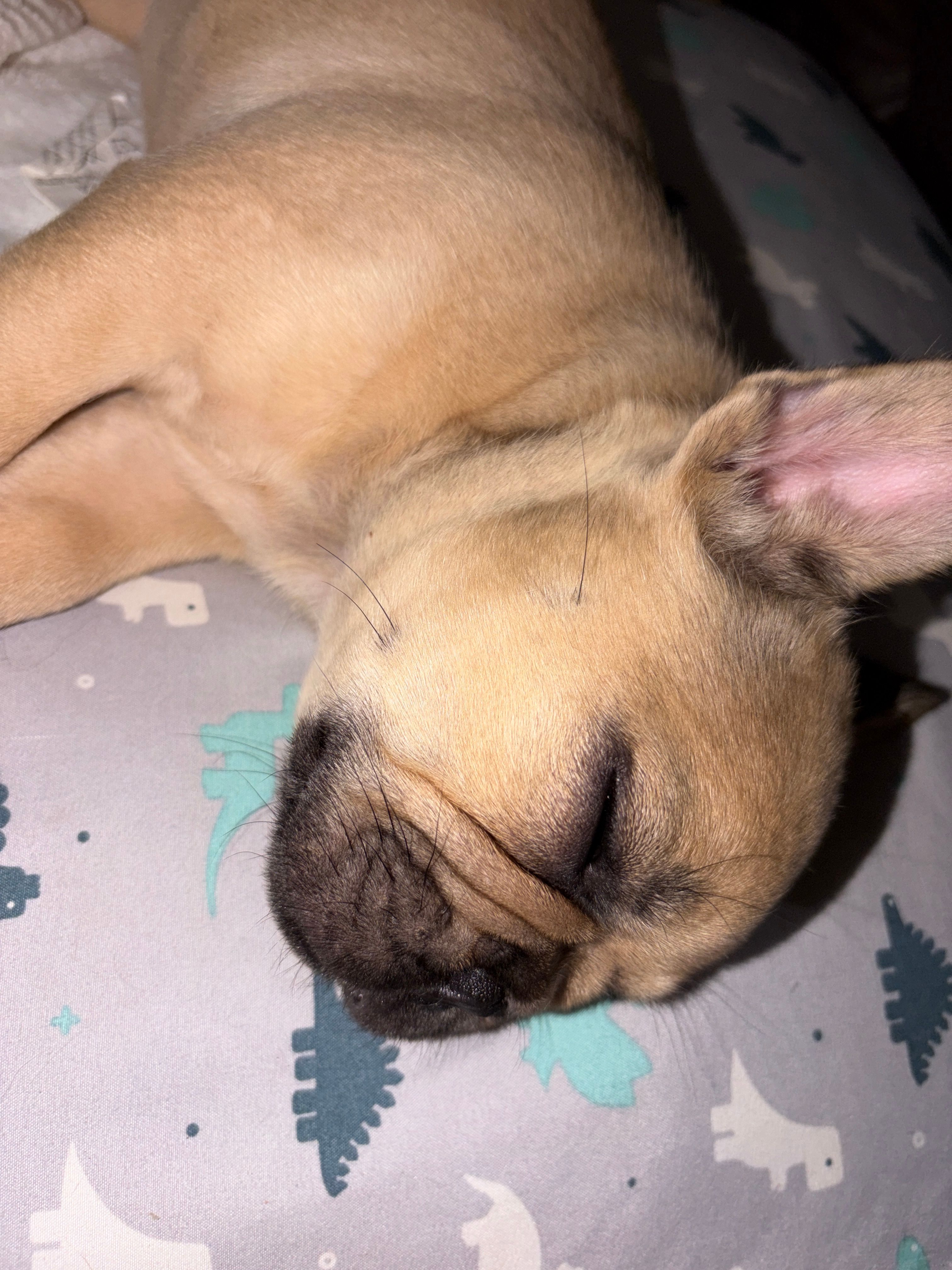 AKC Fawn Black Mask Fluffy Carrier – French Bulldog puppy for sale in Opp, AL