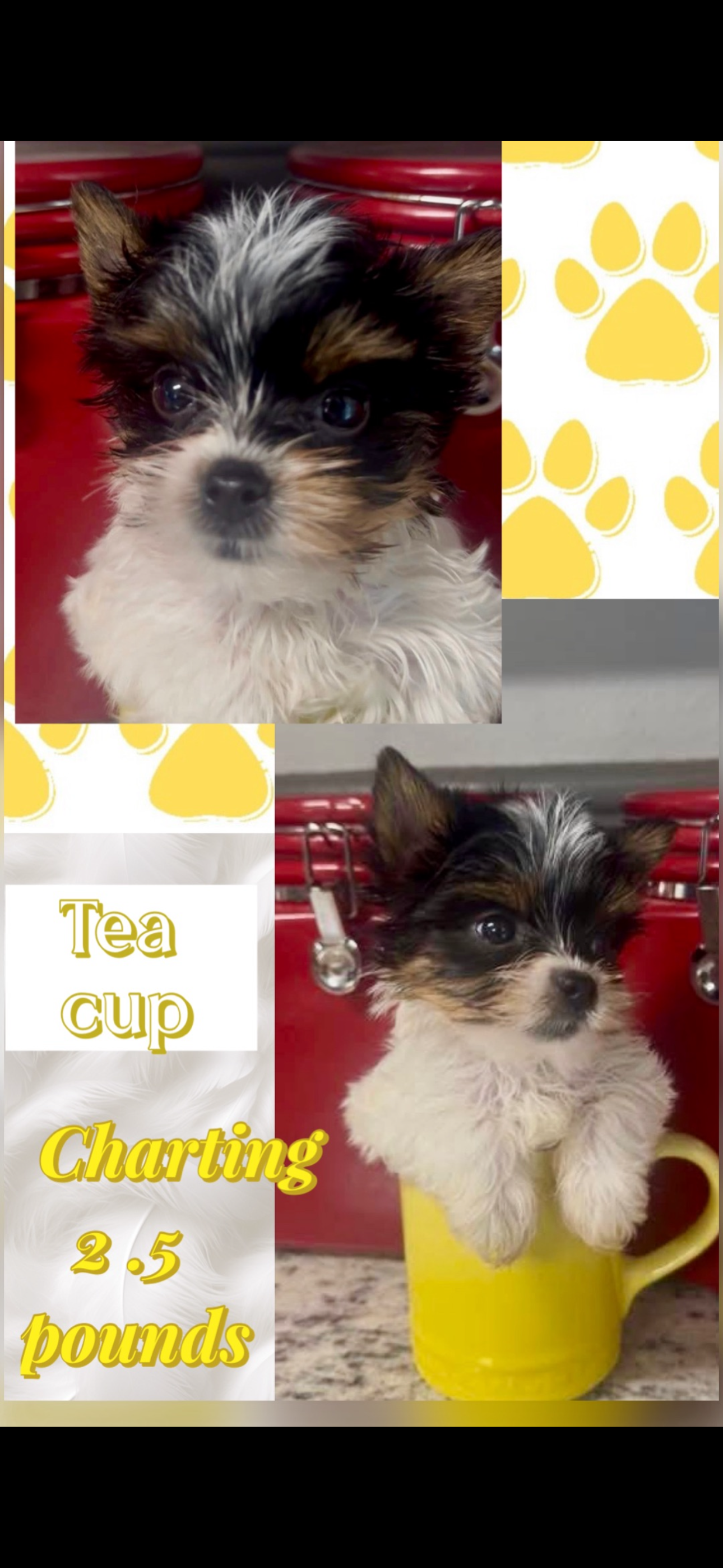 Orlando – Yorkshire Terrier puppy for sale in Fort Worth, TX