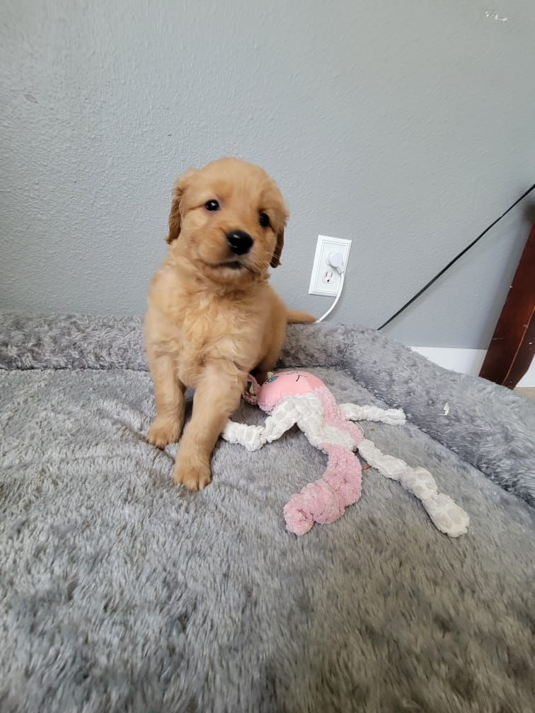 Clementine – Golden Retriever puppy for sale in Bellingham, WA