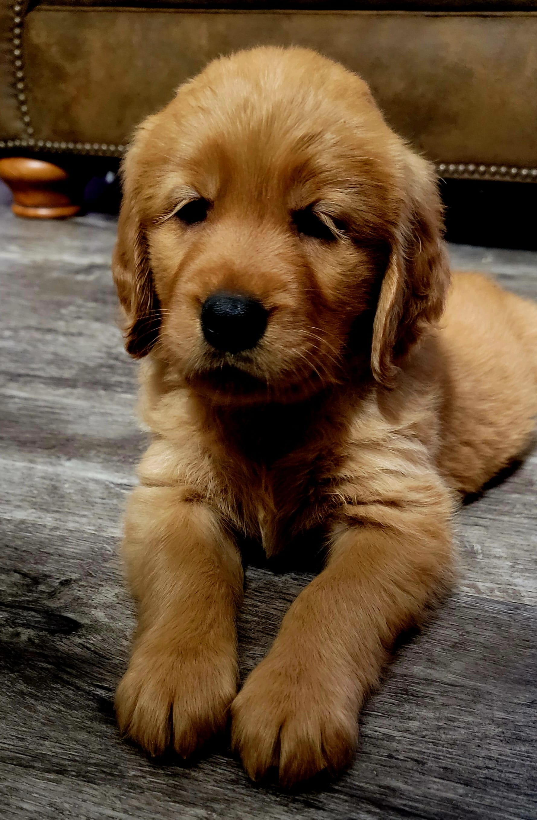 Sagie-green Mothers day sale this week! 300 off!! – Golden Retriever puppy for sale in Bellingham, WA