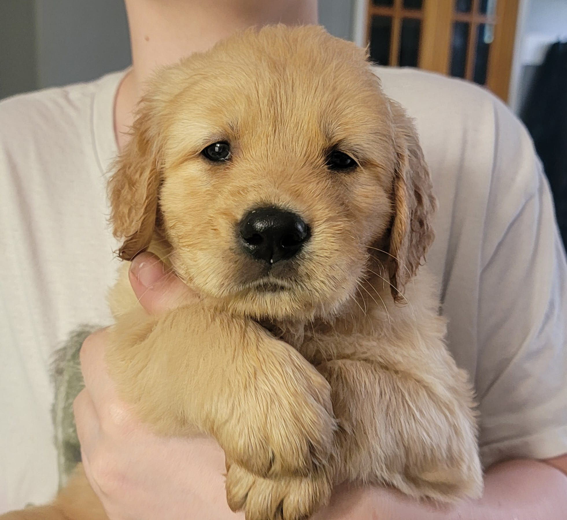 Dexter – Golden Retriever puppy for sale in Bellingham, WA