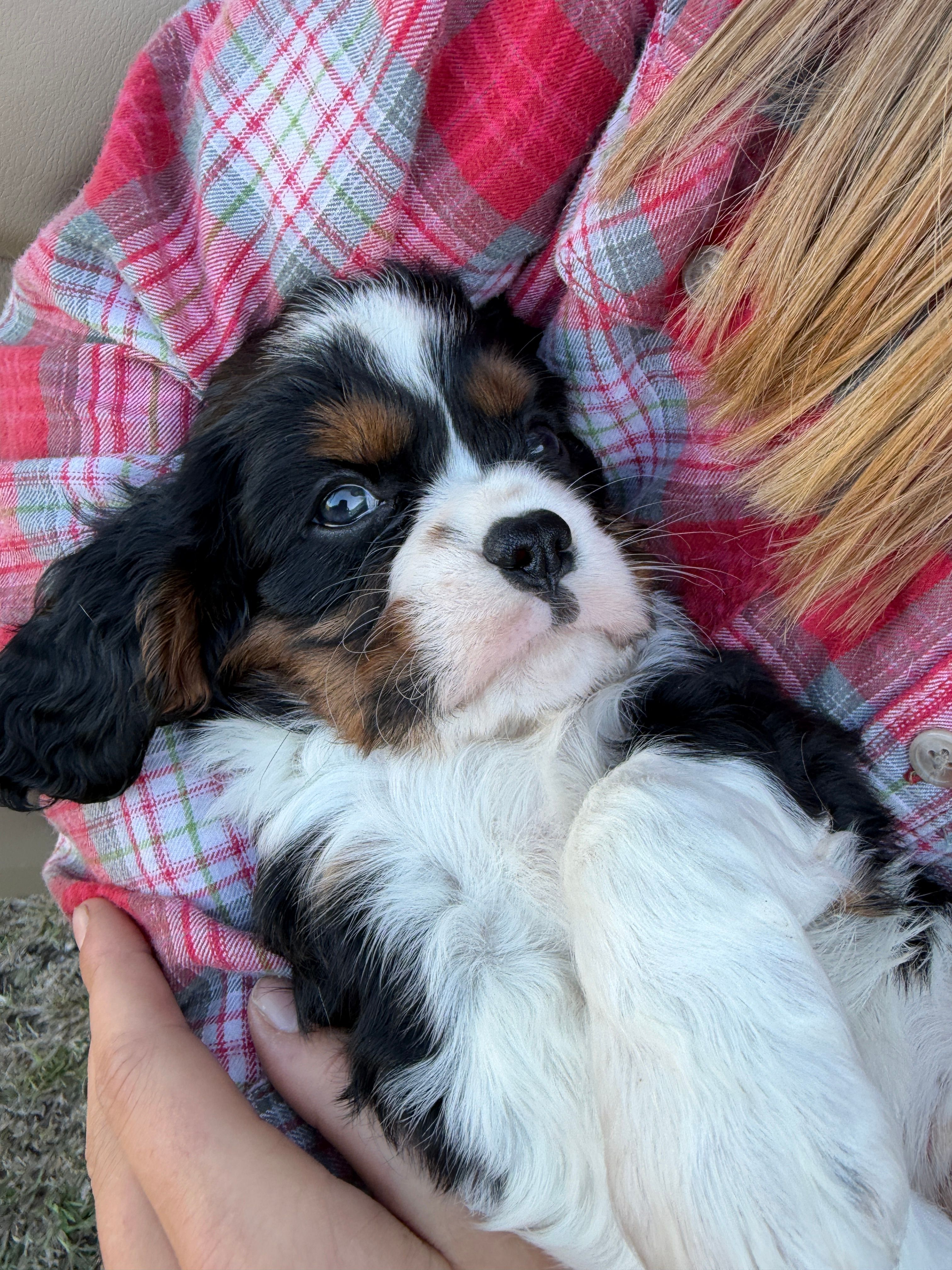 Boon – Cavalier King Charles Spaniel puppy for sale in Waxahachie, TX