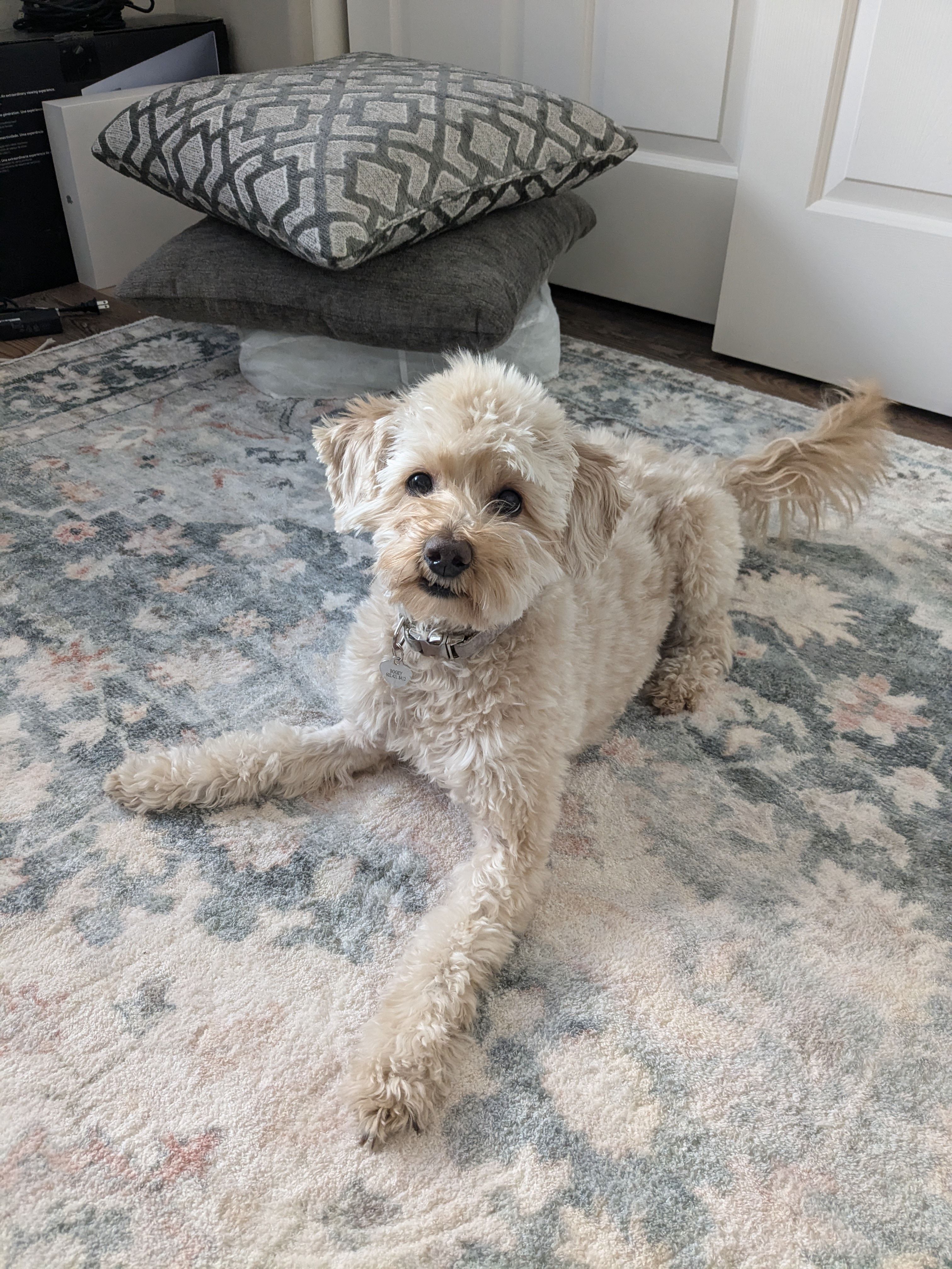 Test 2 – Goldendoodle puppy for sale in Gilbert, AZ