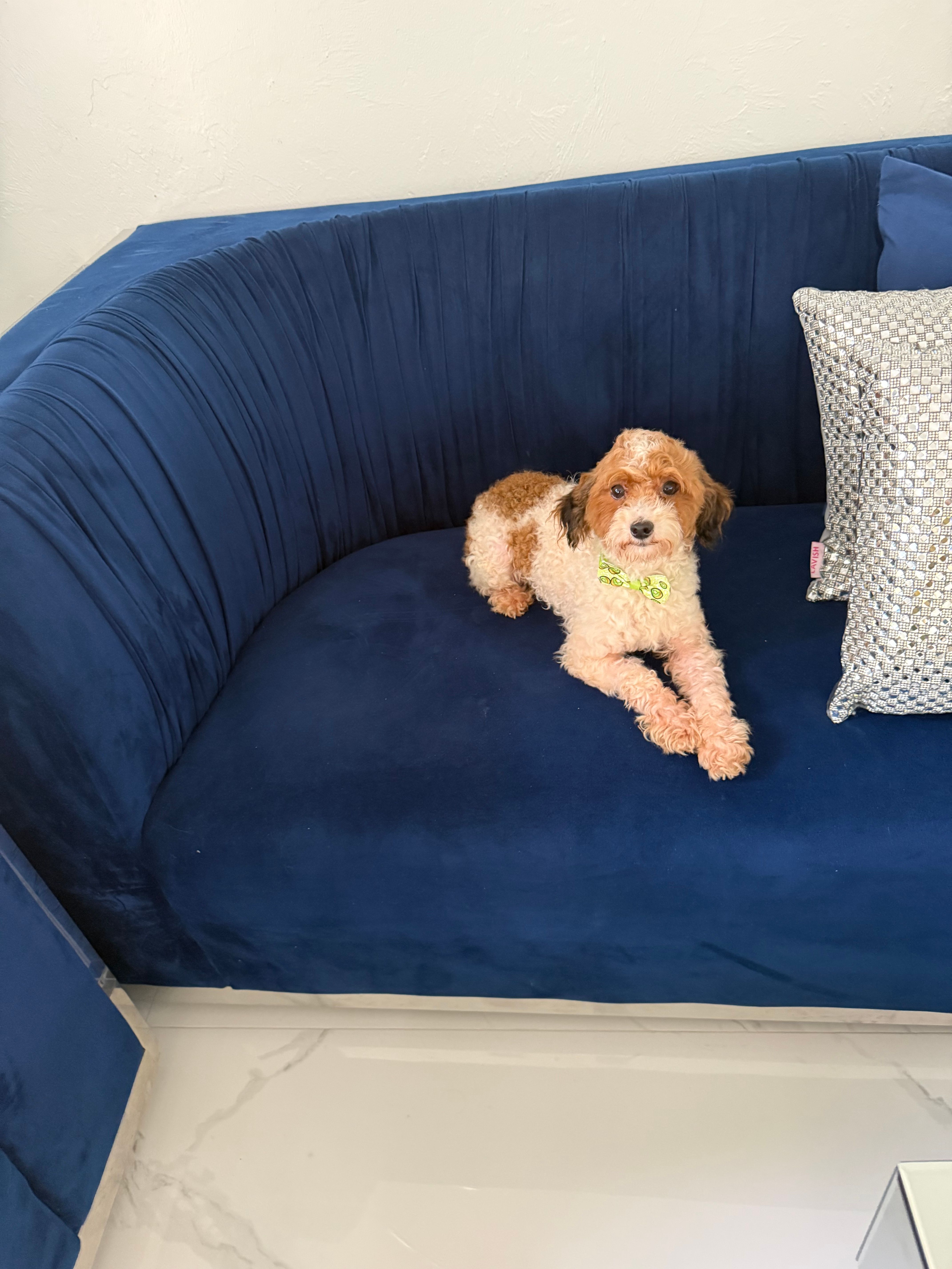 You name – Maltipoo puppy for sale in Fort Myers, FL