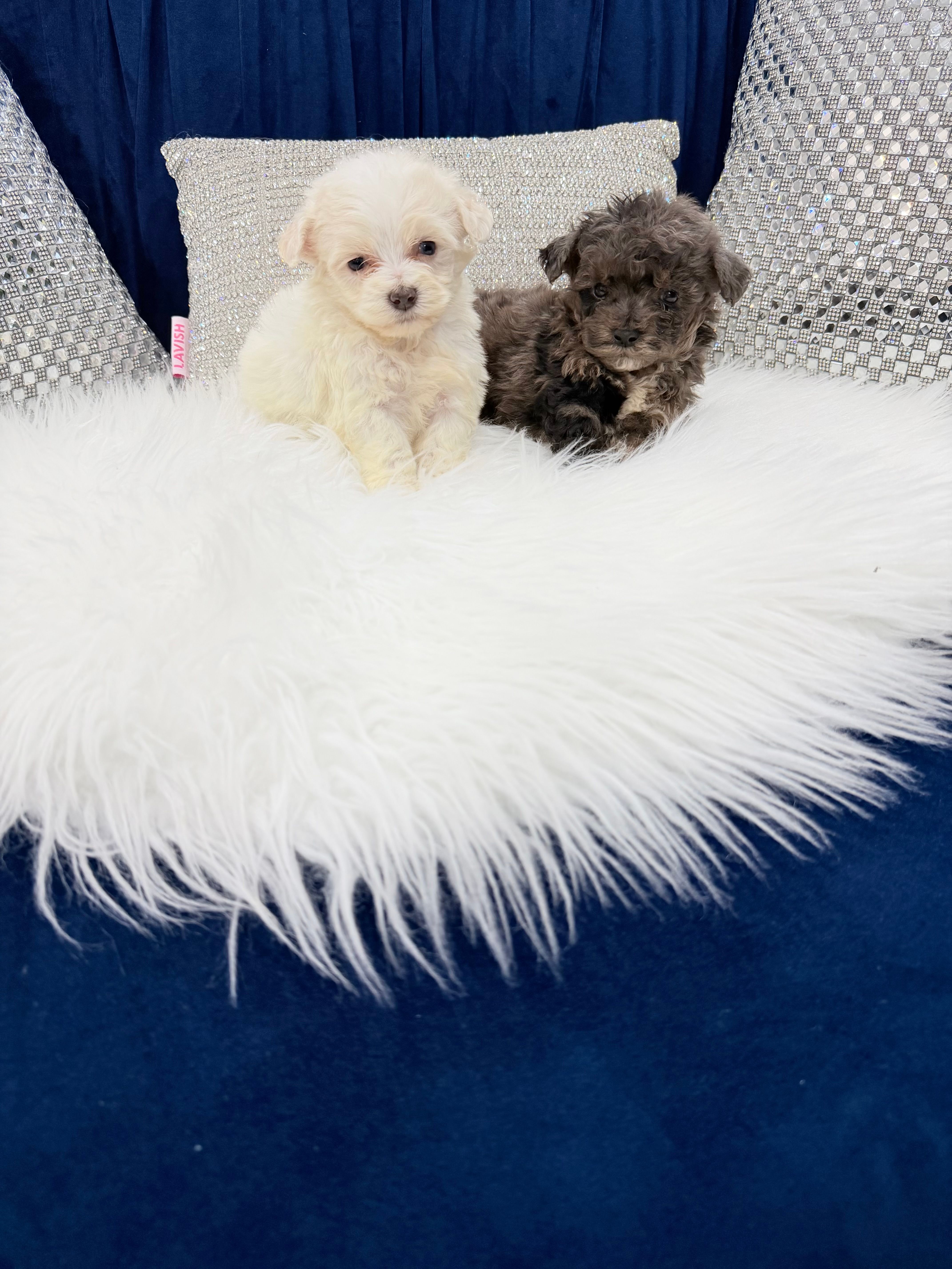 You name  – Maltipoo puppy for sale in Fort Myers, FL
