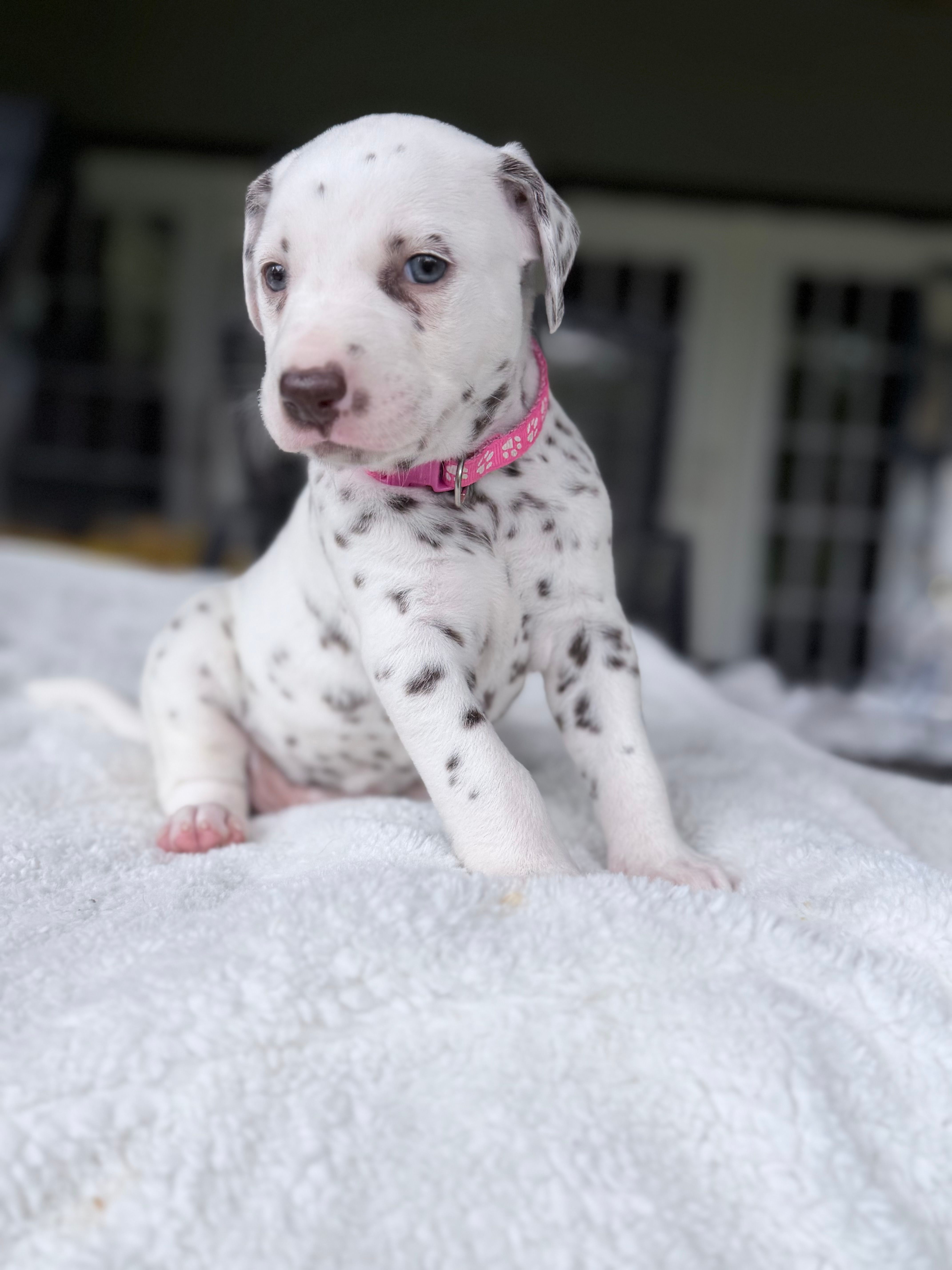 Hazel – Dalmatian puppy for sale in Conroe, TX