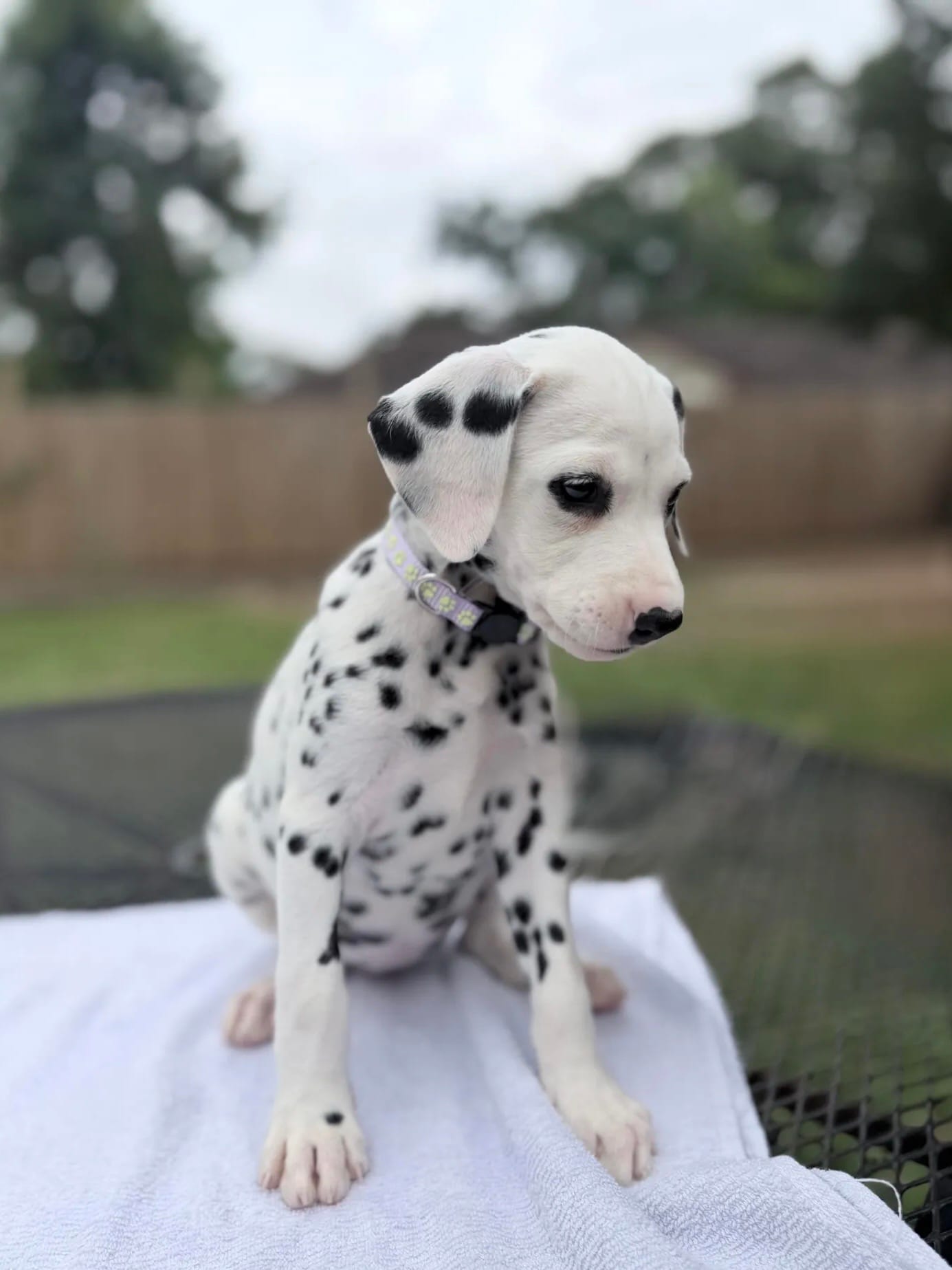 Sage – Dalmatian puppy for sale in Conroe, TX